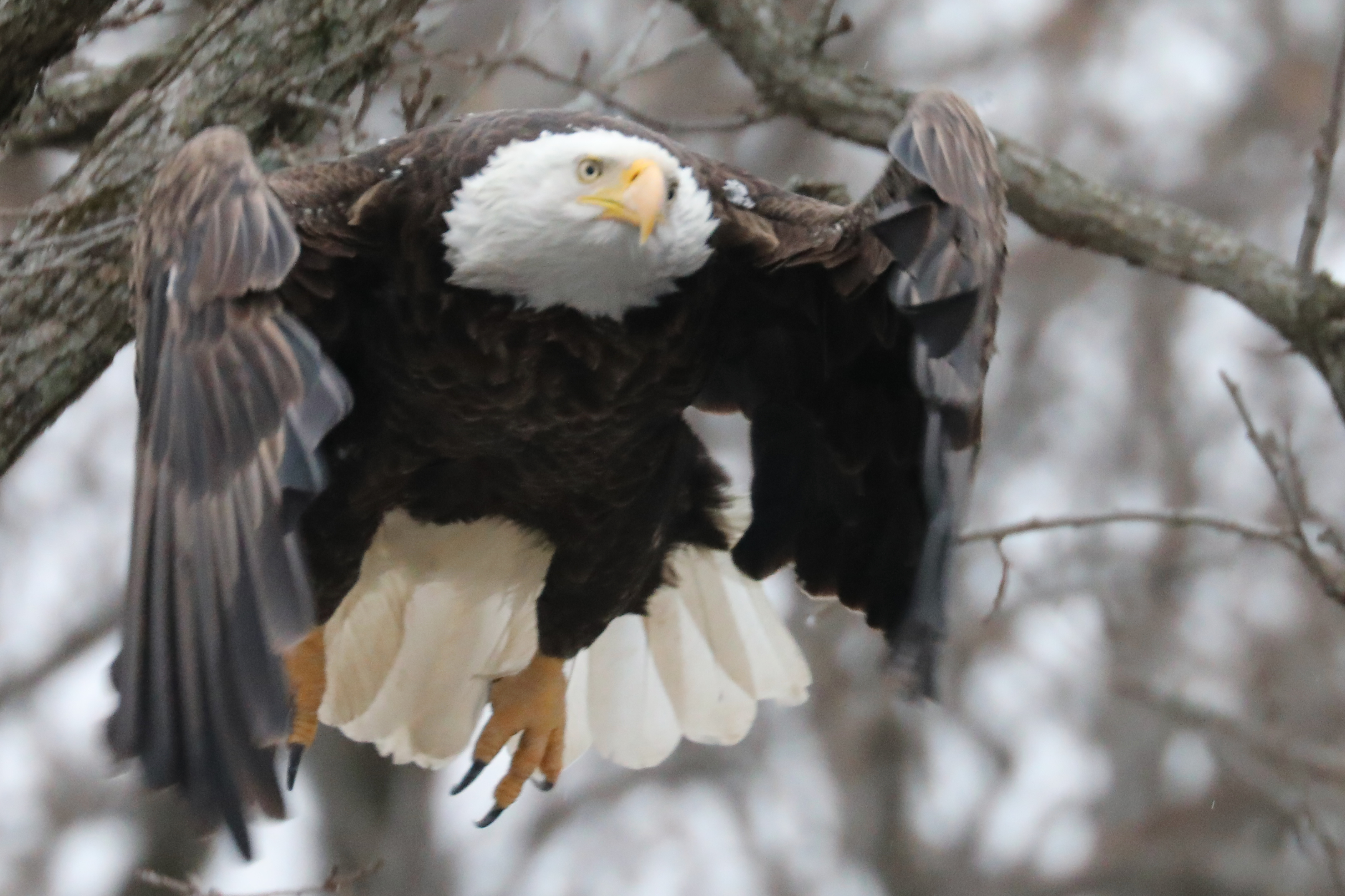 Bald Eagle Launching Toward Me