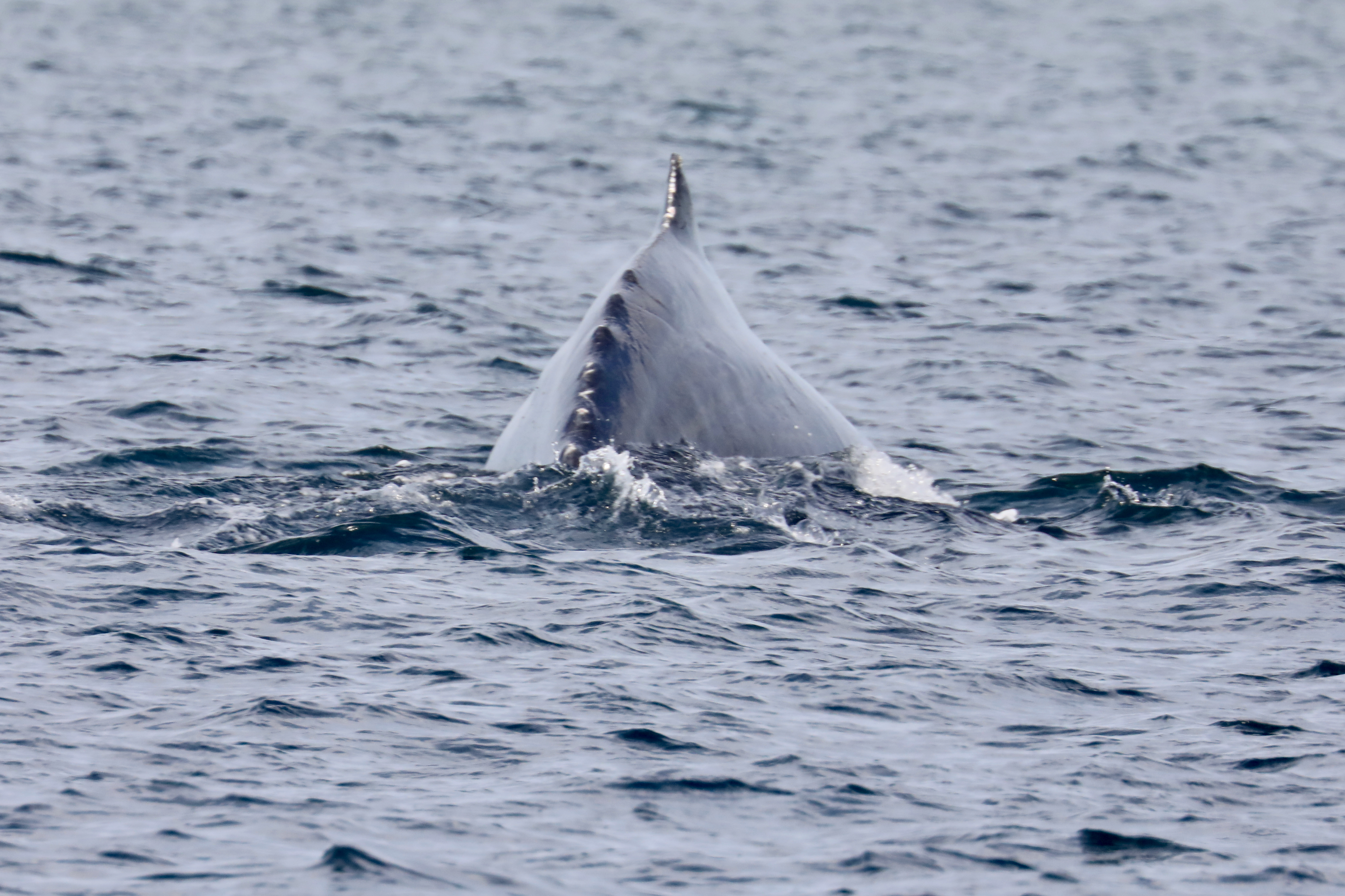Humpback Whale Swimming Away