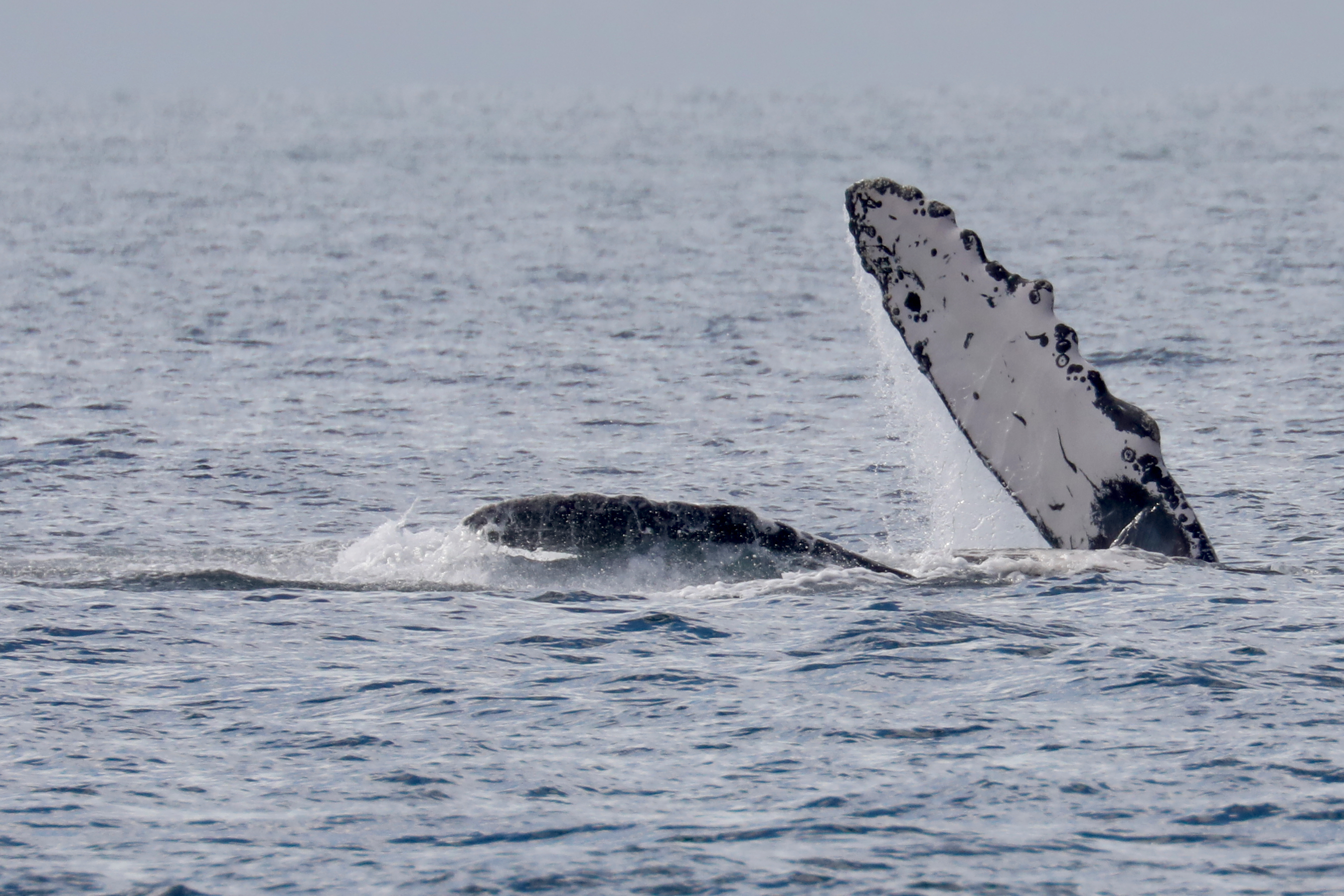Humpback Pectoral Fin Slap