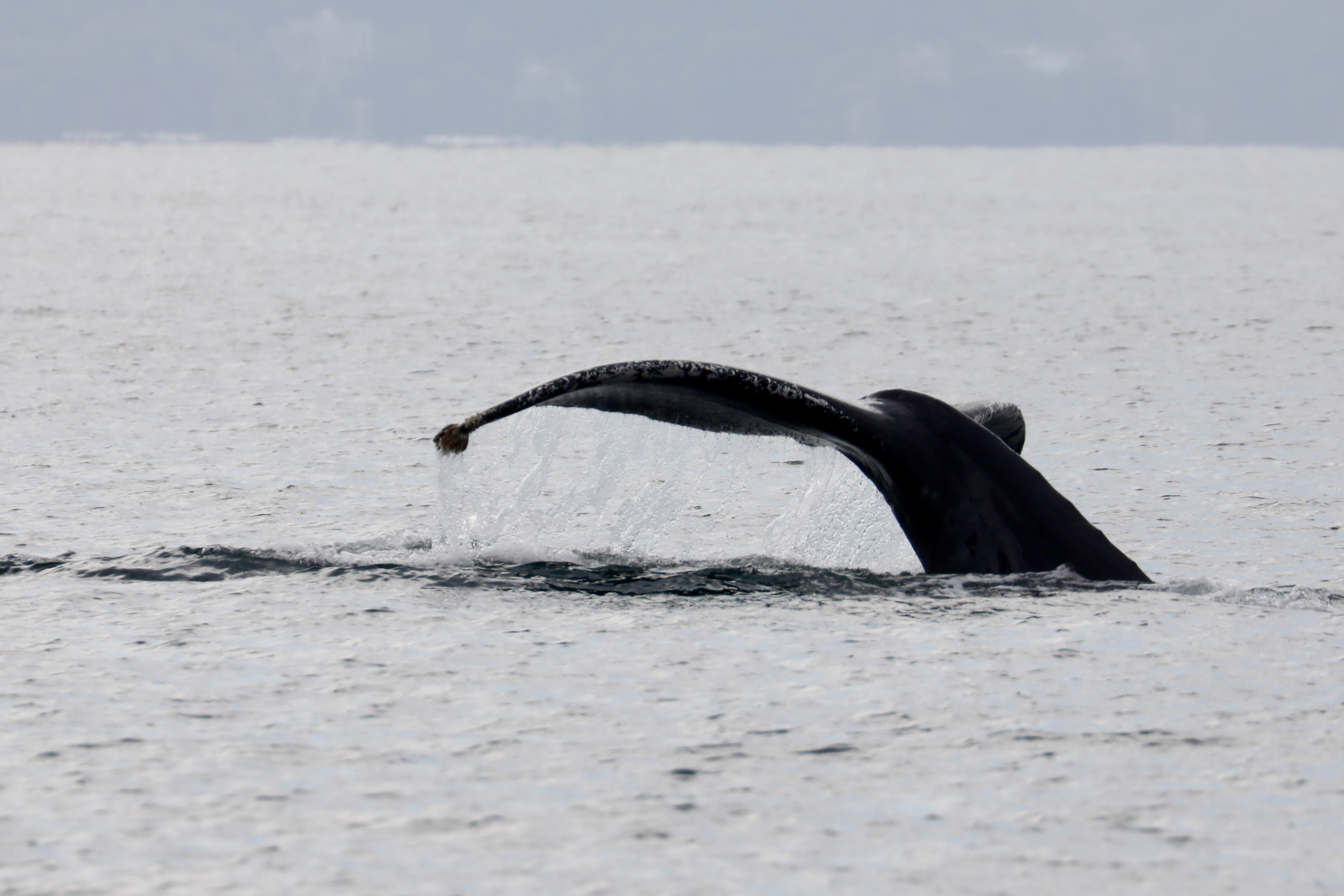 Humpback Tail Slap