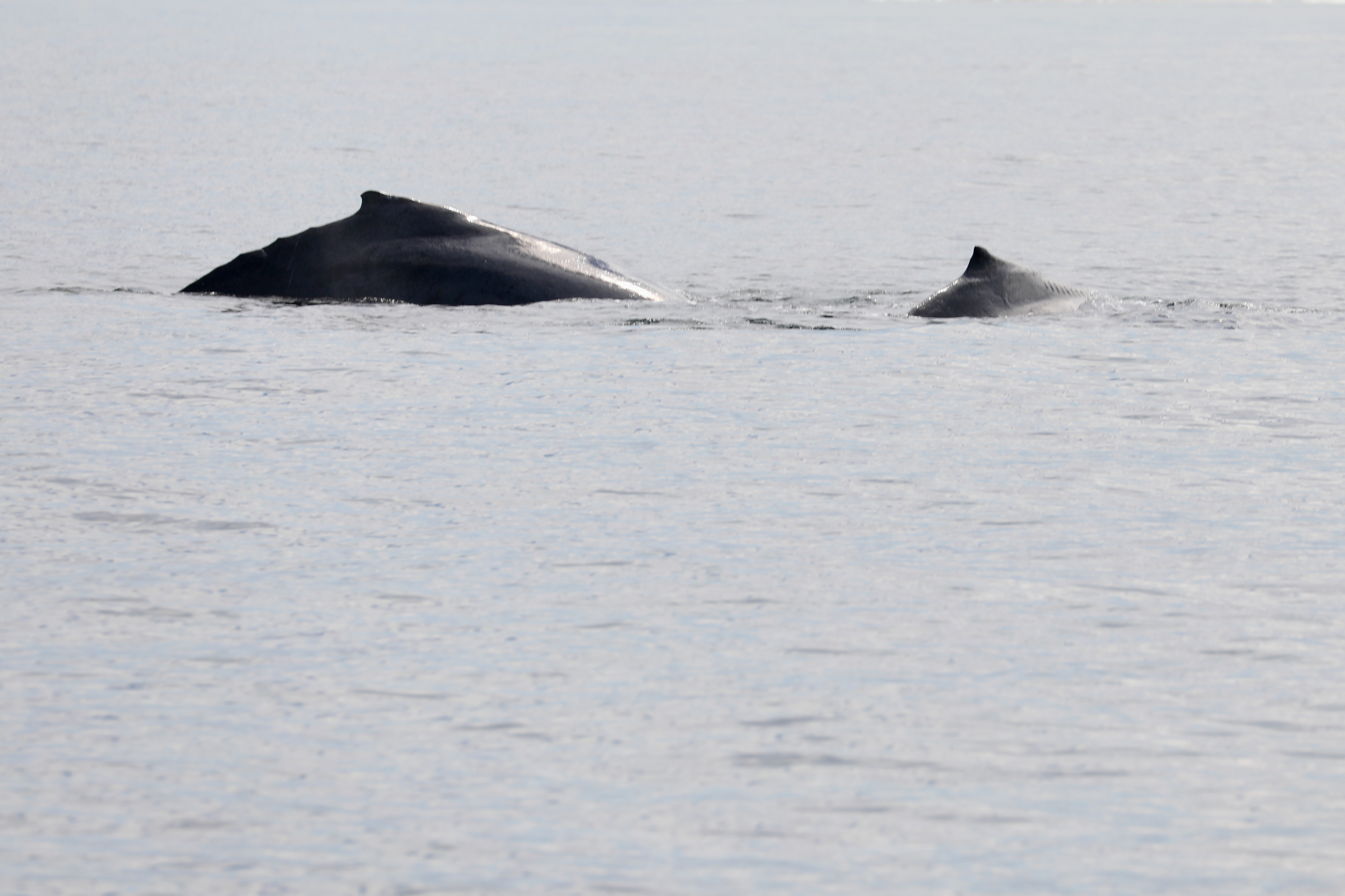 Humpback Mother and Calf