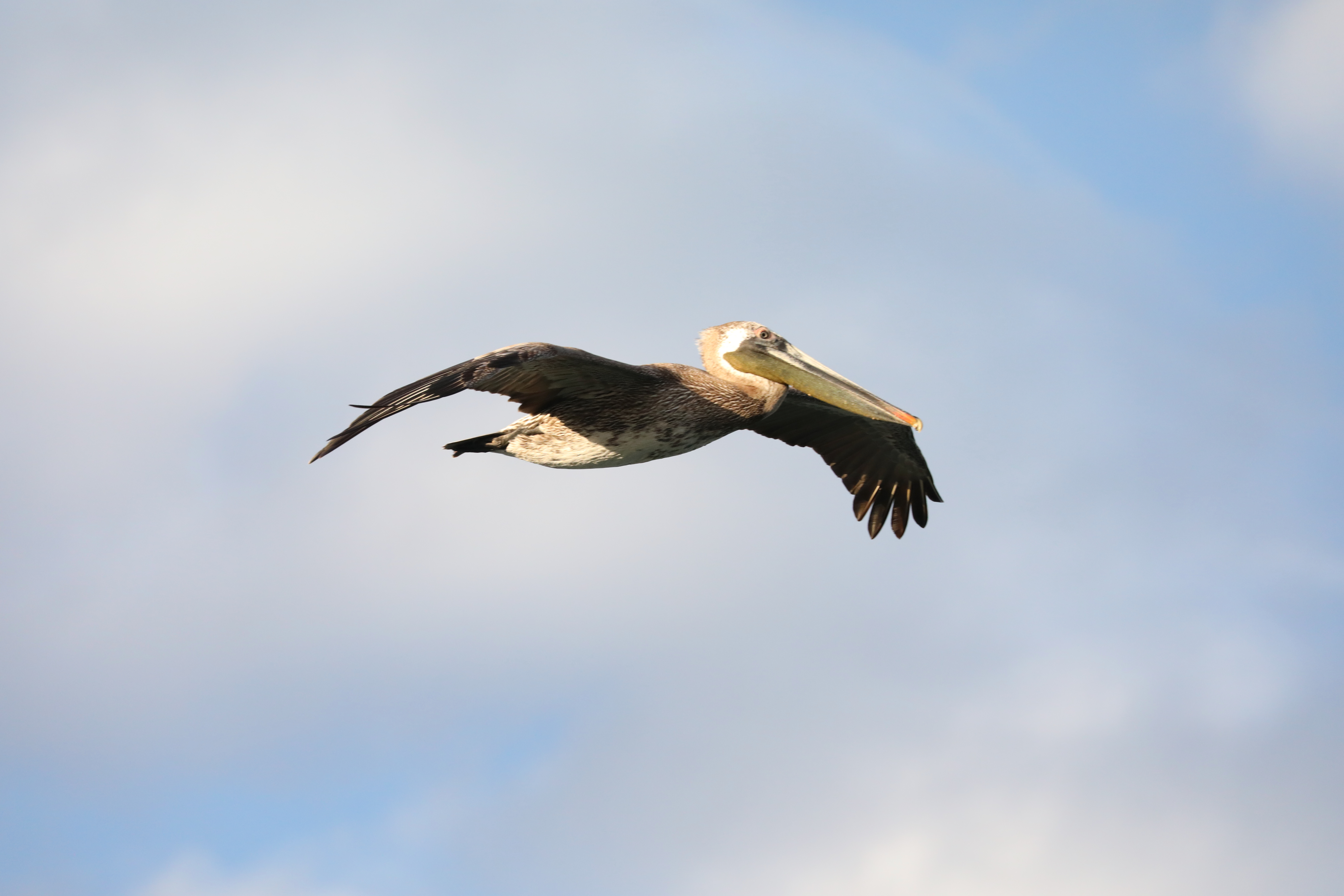 Brown Pelican Portrait