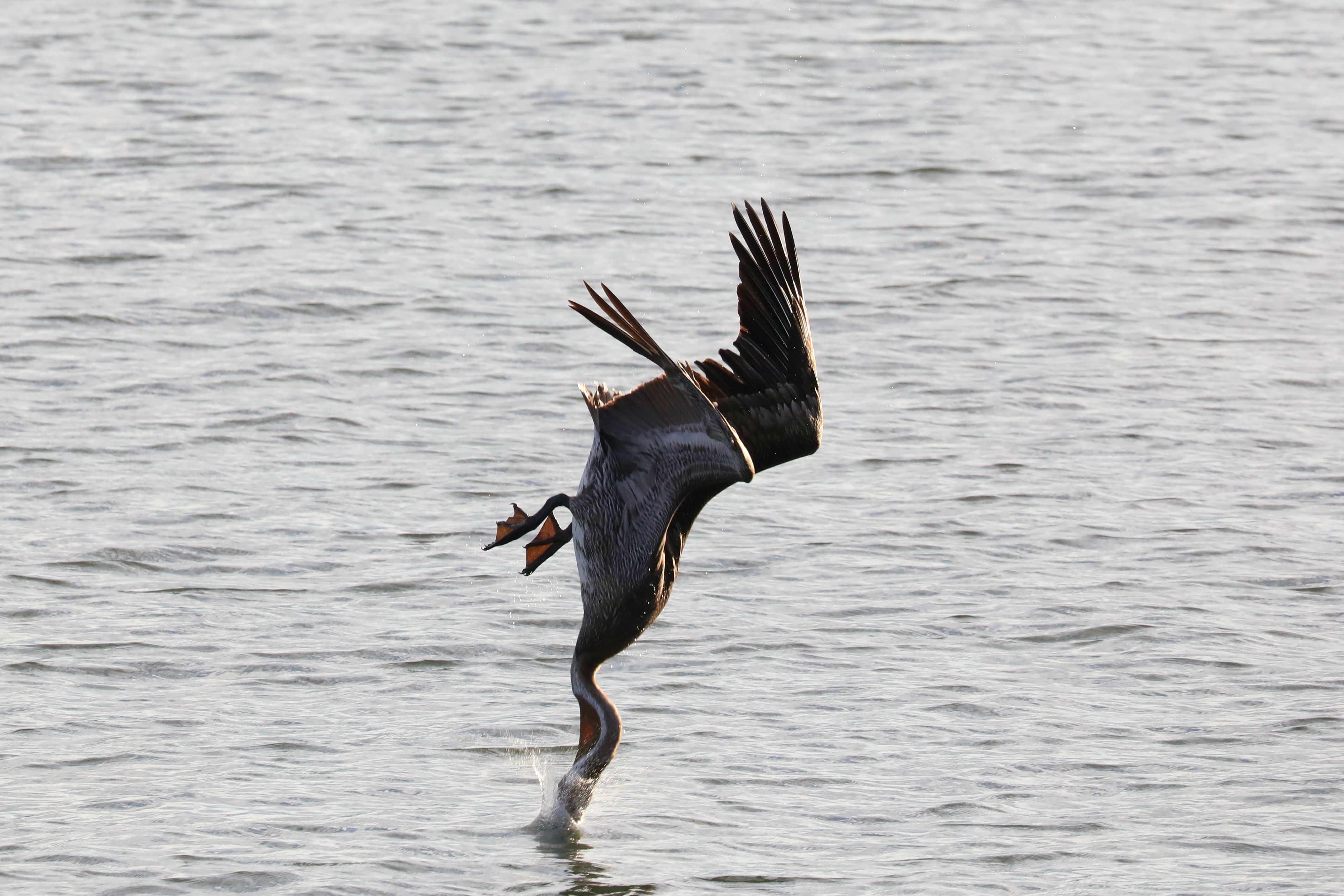 Brown Pelican Diving