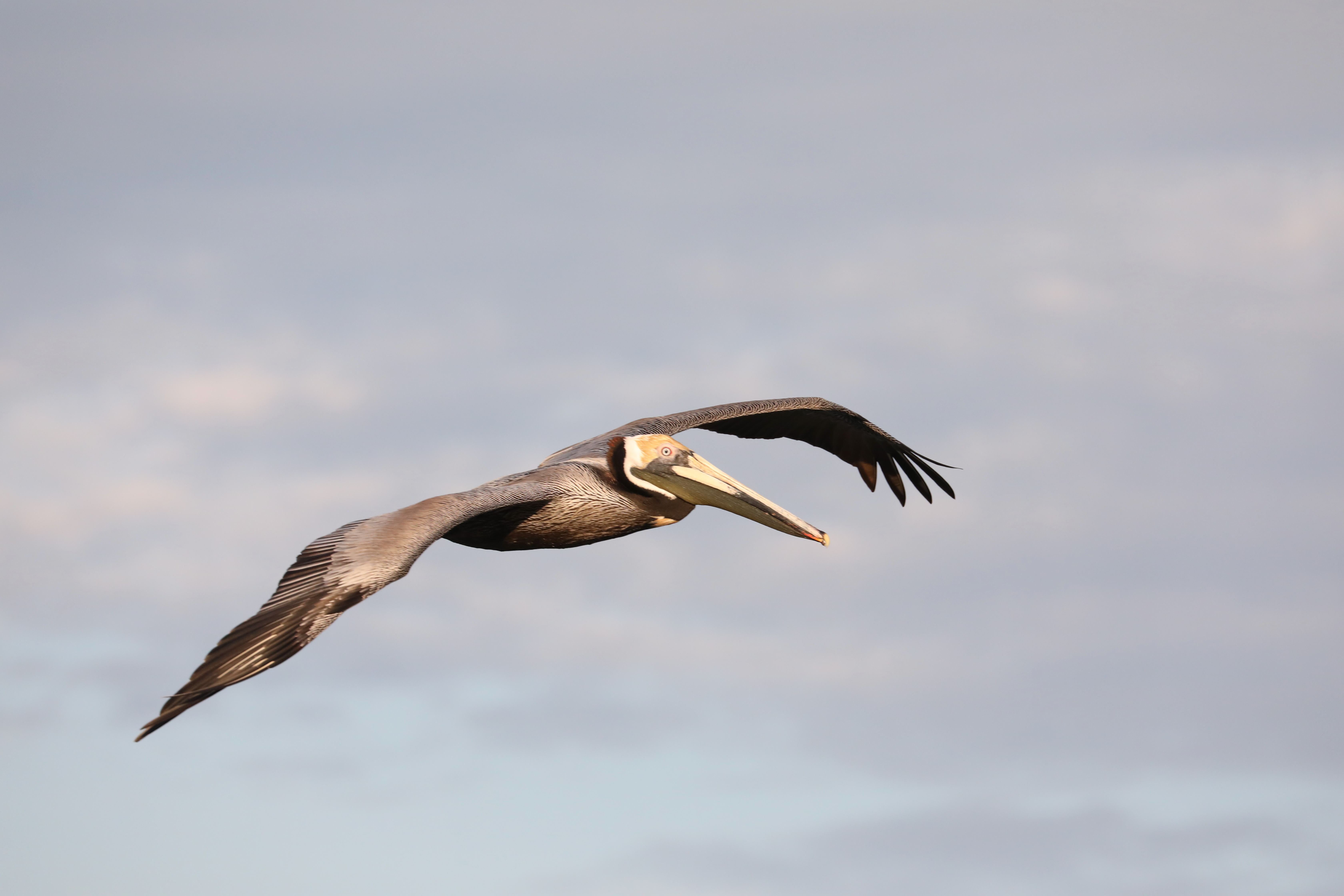 Brown Pelican Gliding