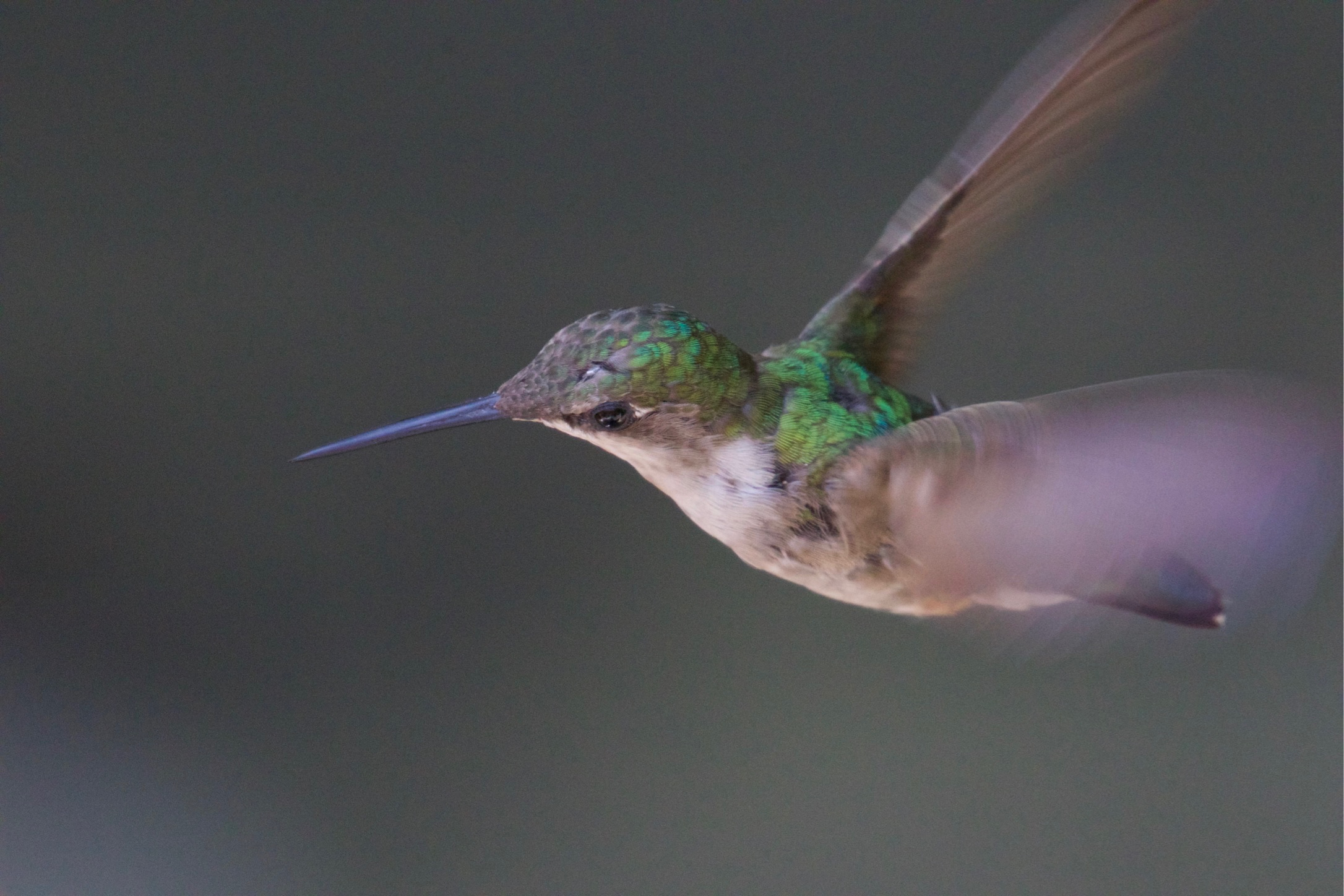 Ruby-throated Hummingbird at the Feeder