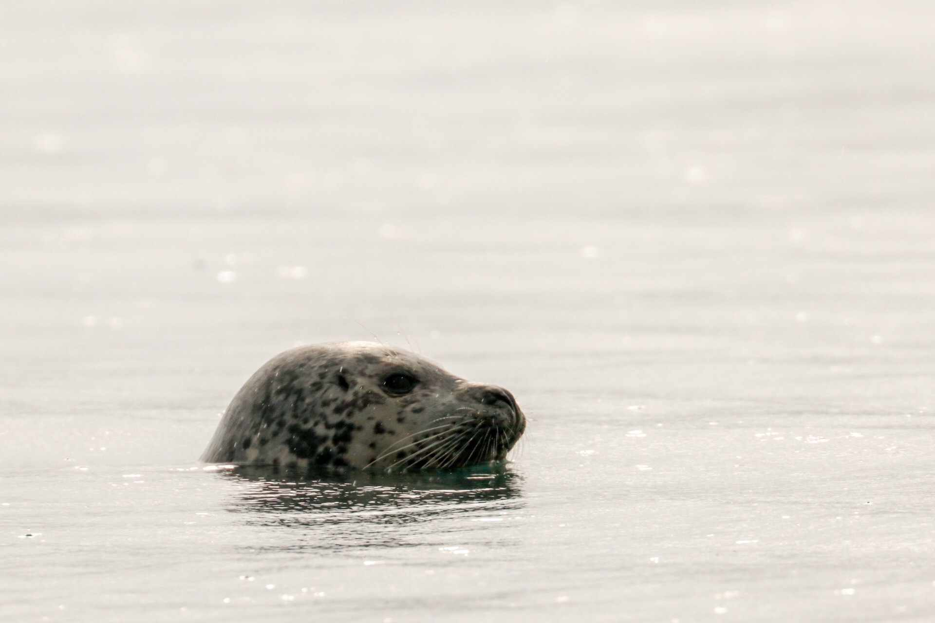 Harbor Seal at Lowell Point