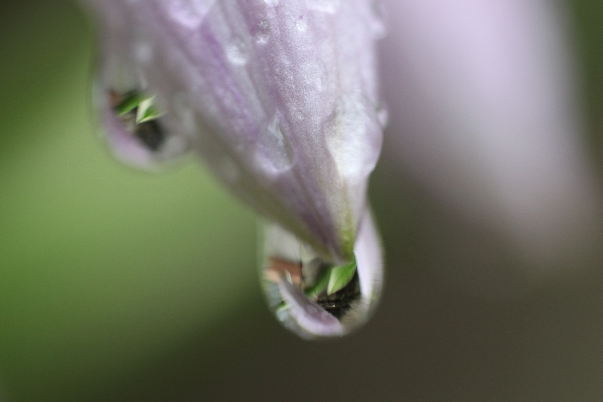 Water Droplets on Hibiscus Bud