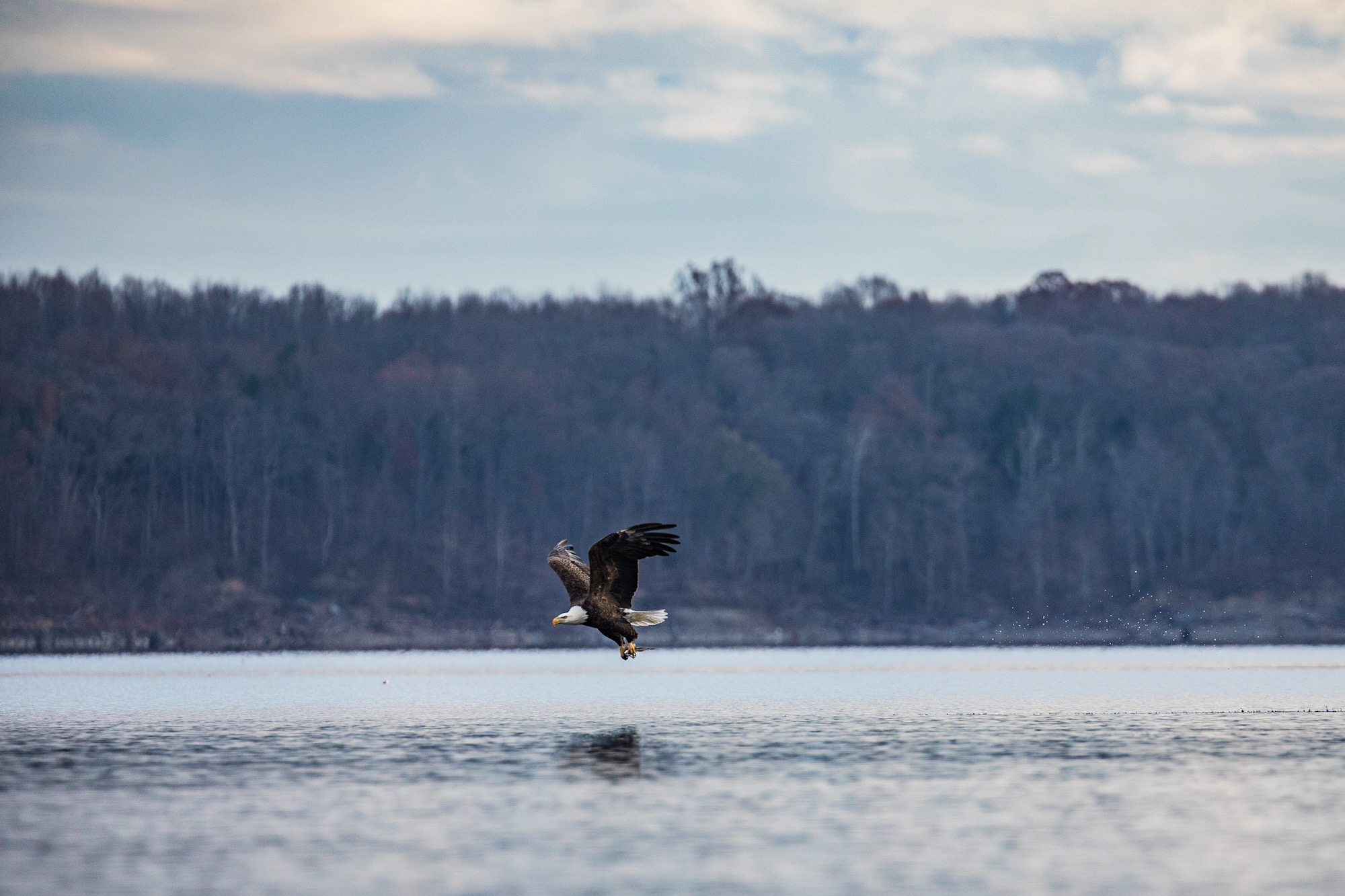 Bald Eagle Fishing Dive