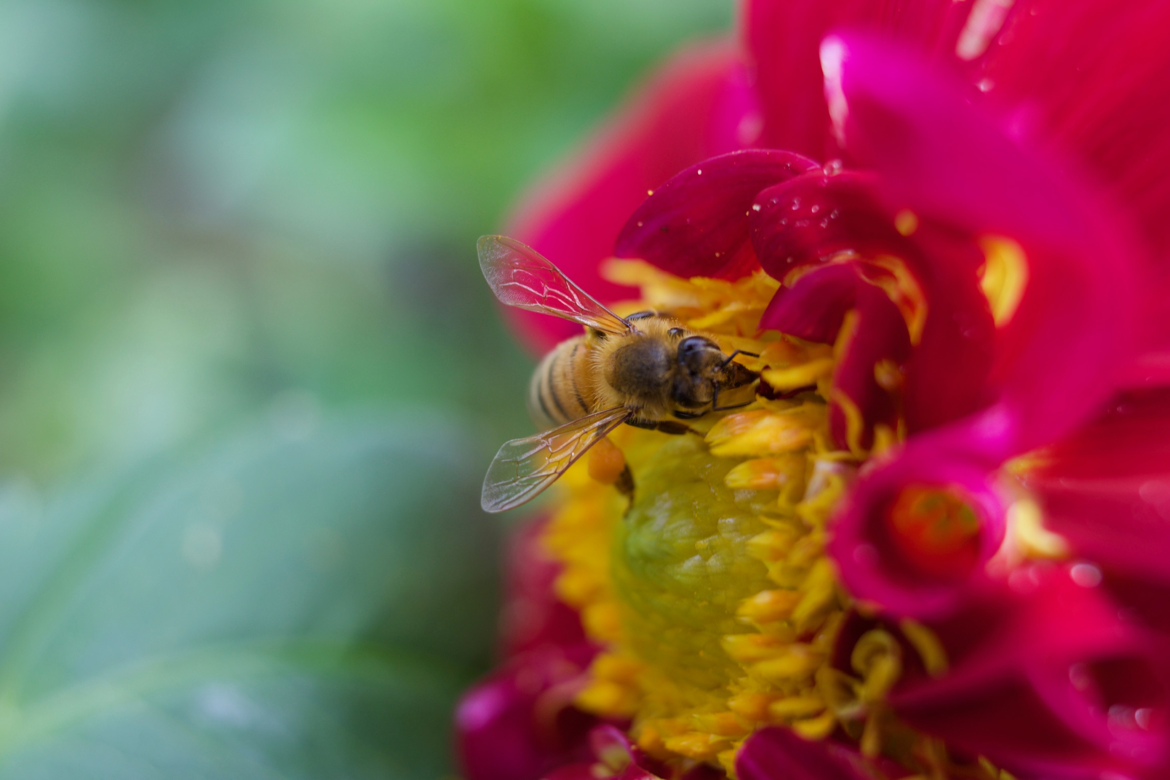 Honey Bee at Work