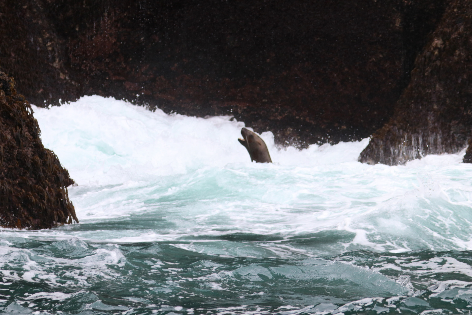 Steller Sea Lion in the Surf
