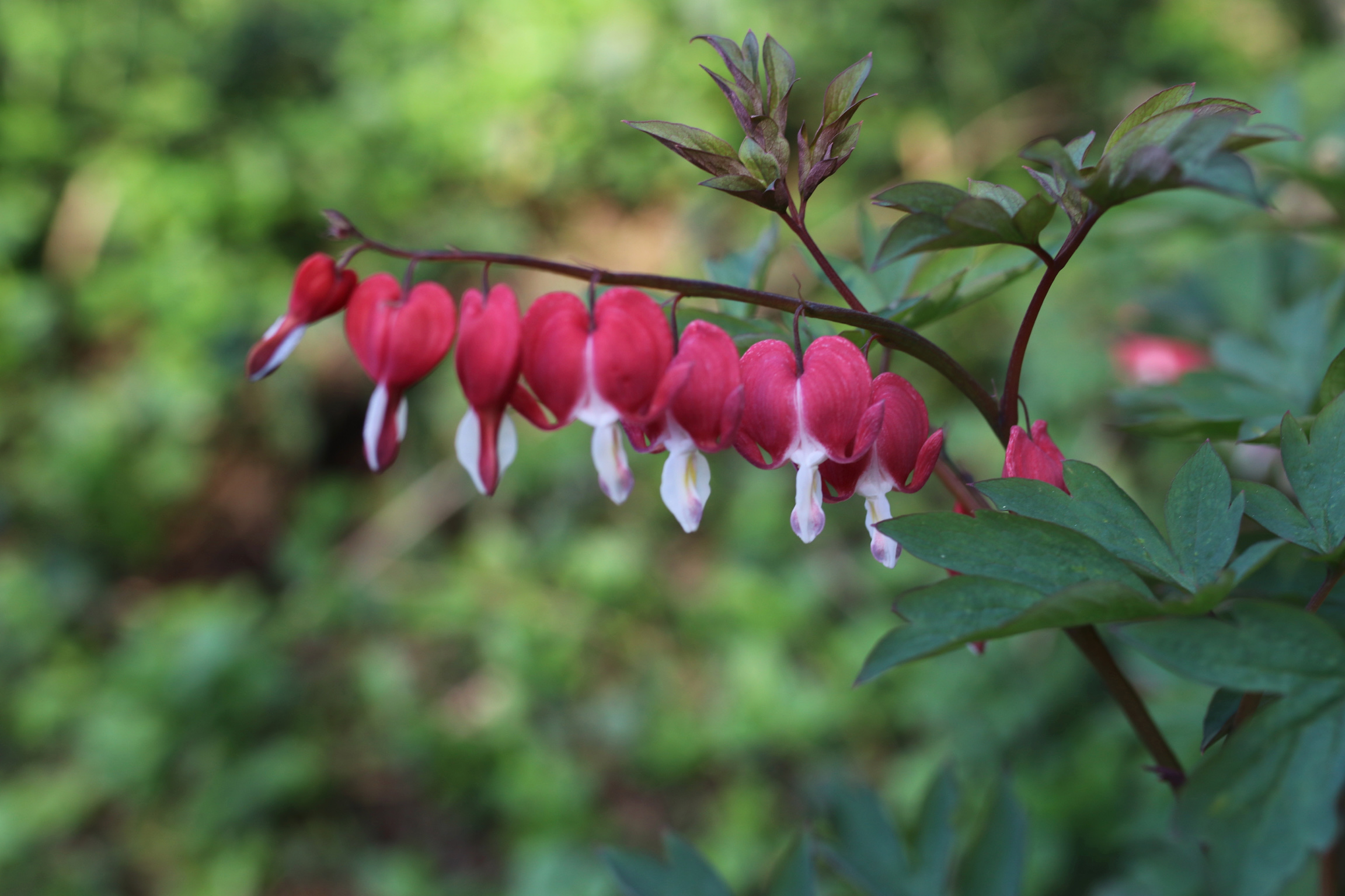 Bleeding Heart Blossoms