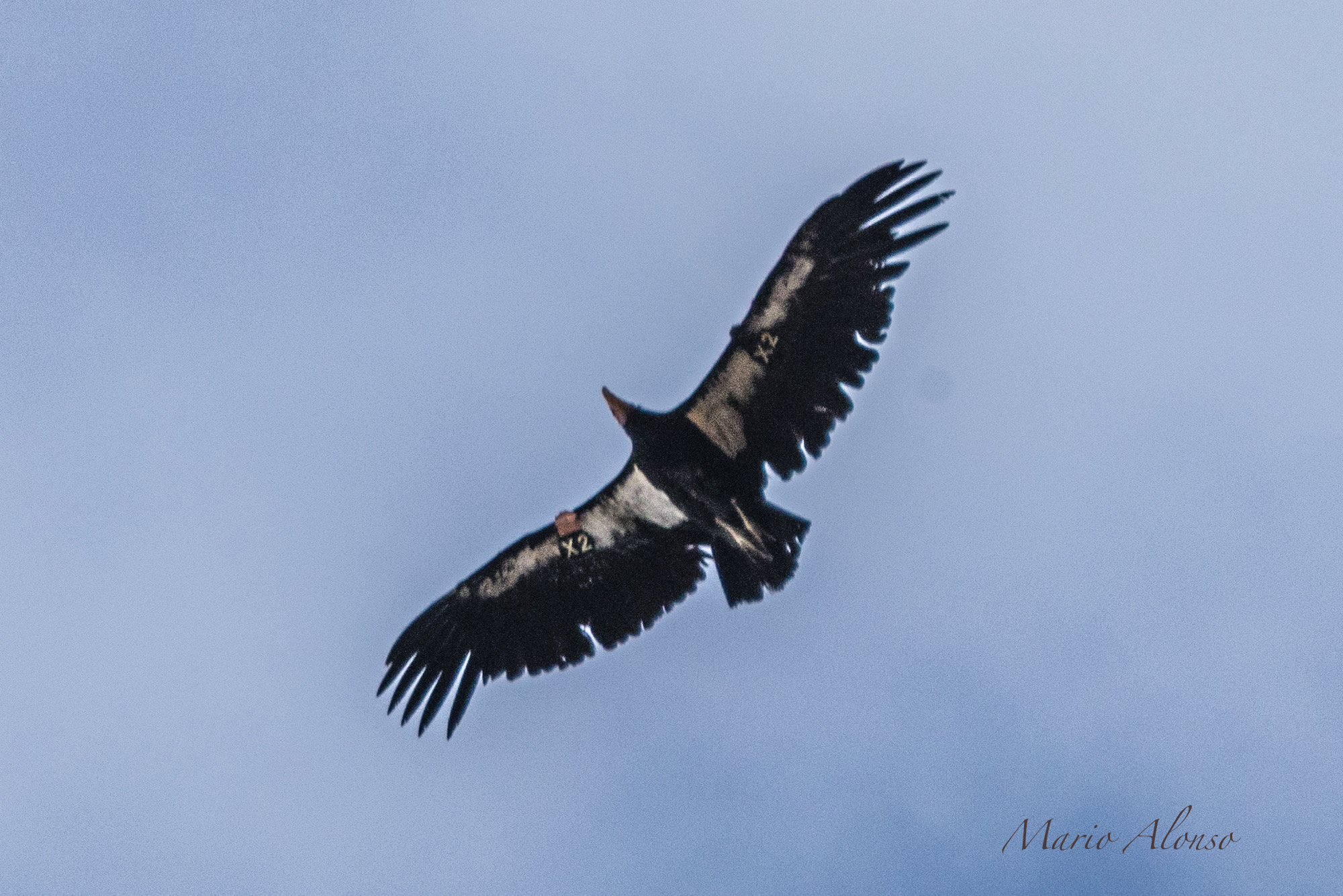 California Condor X2