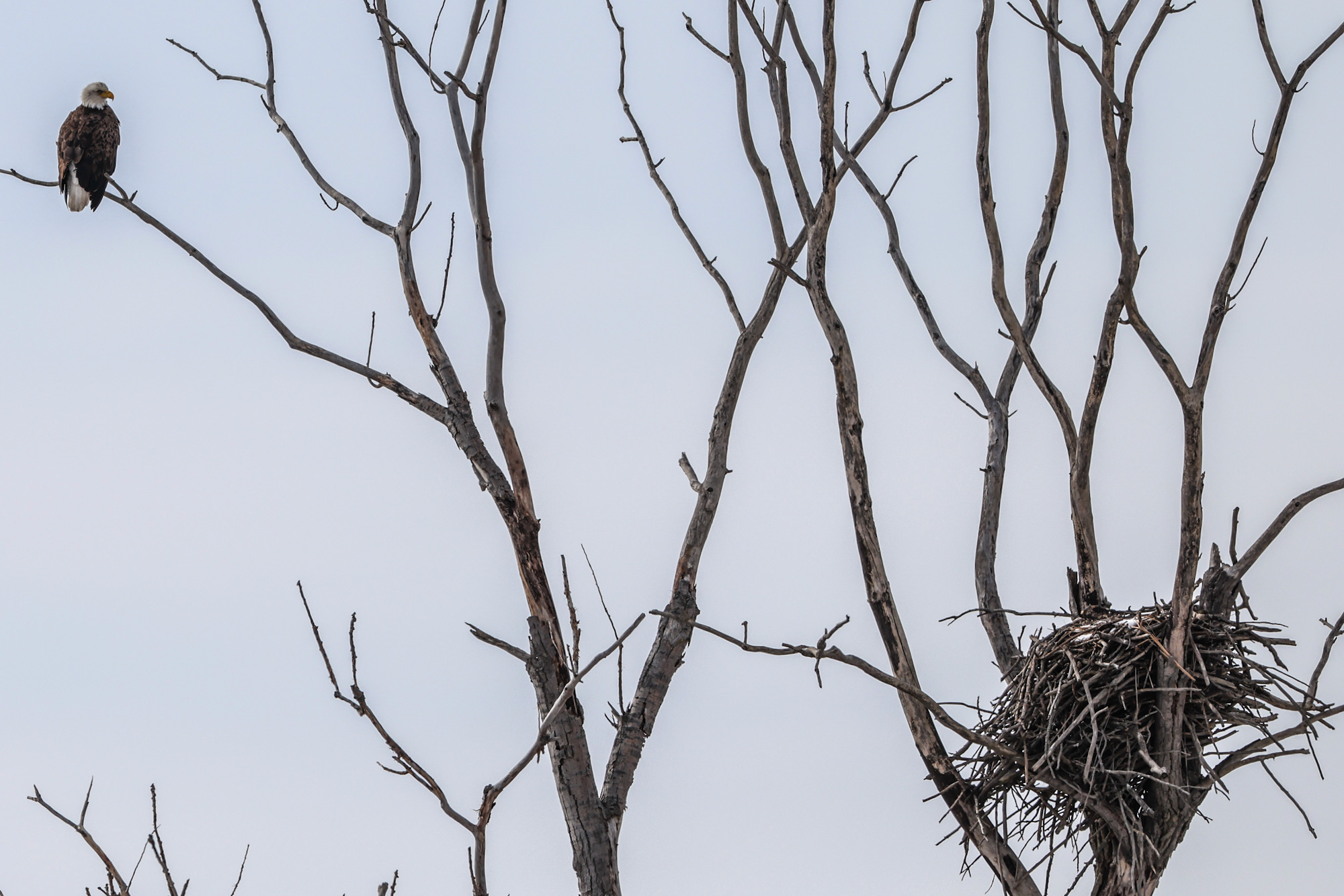 Bald Eagle at Her Nest