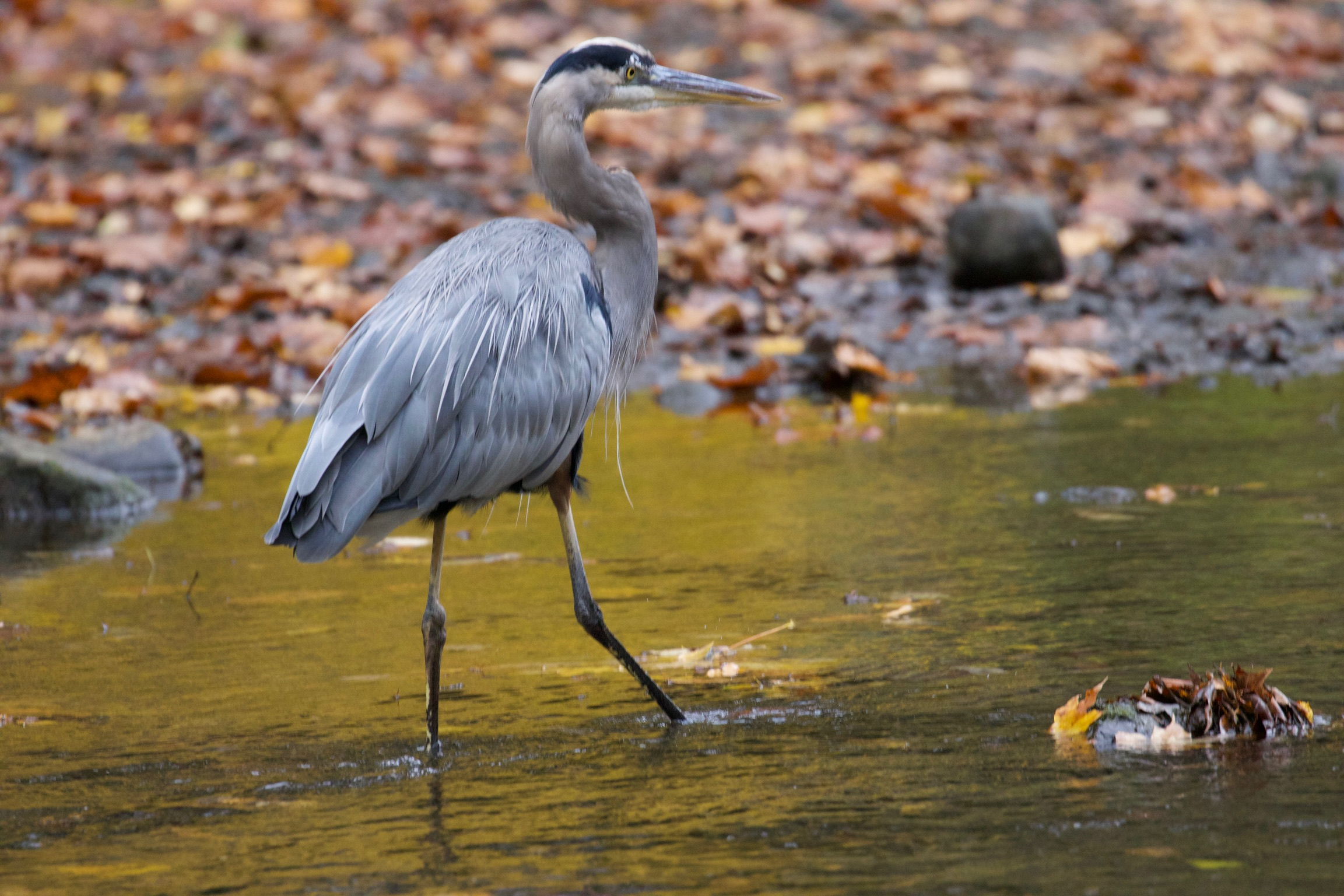 Great Blue Heron Strutting