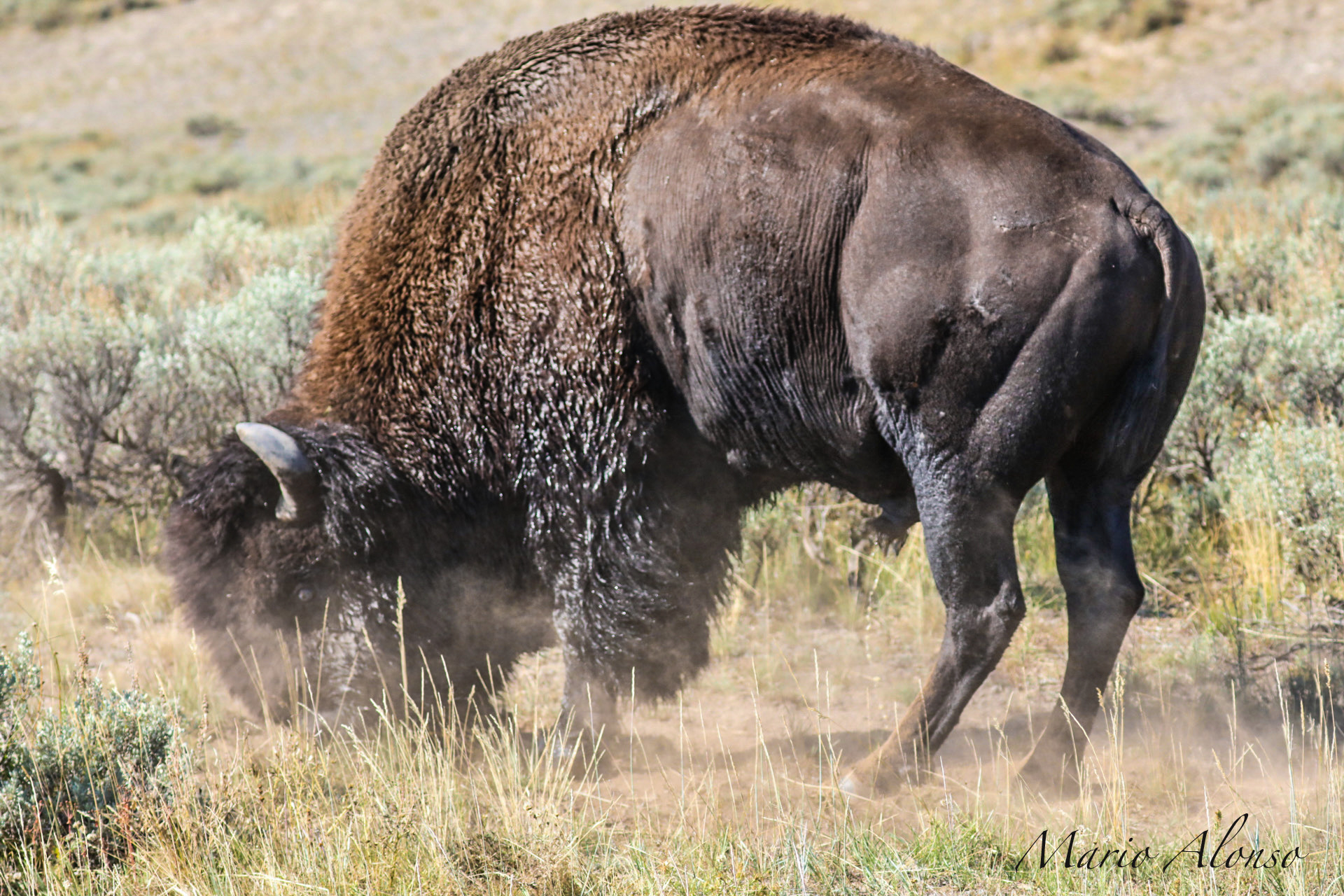 Bison Rutting Behavior