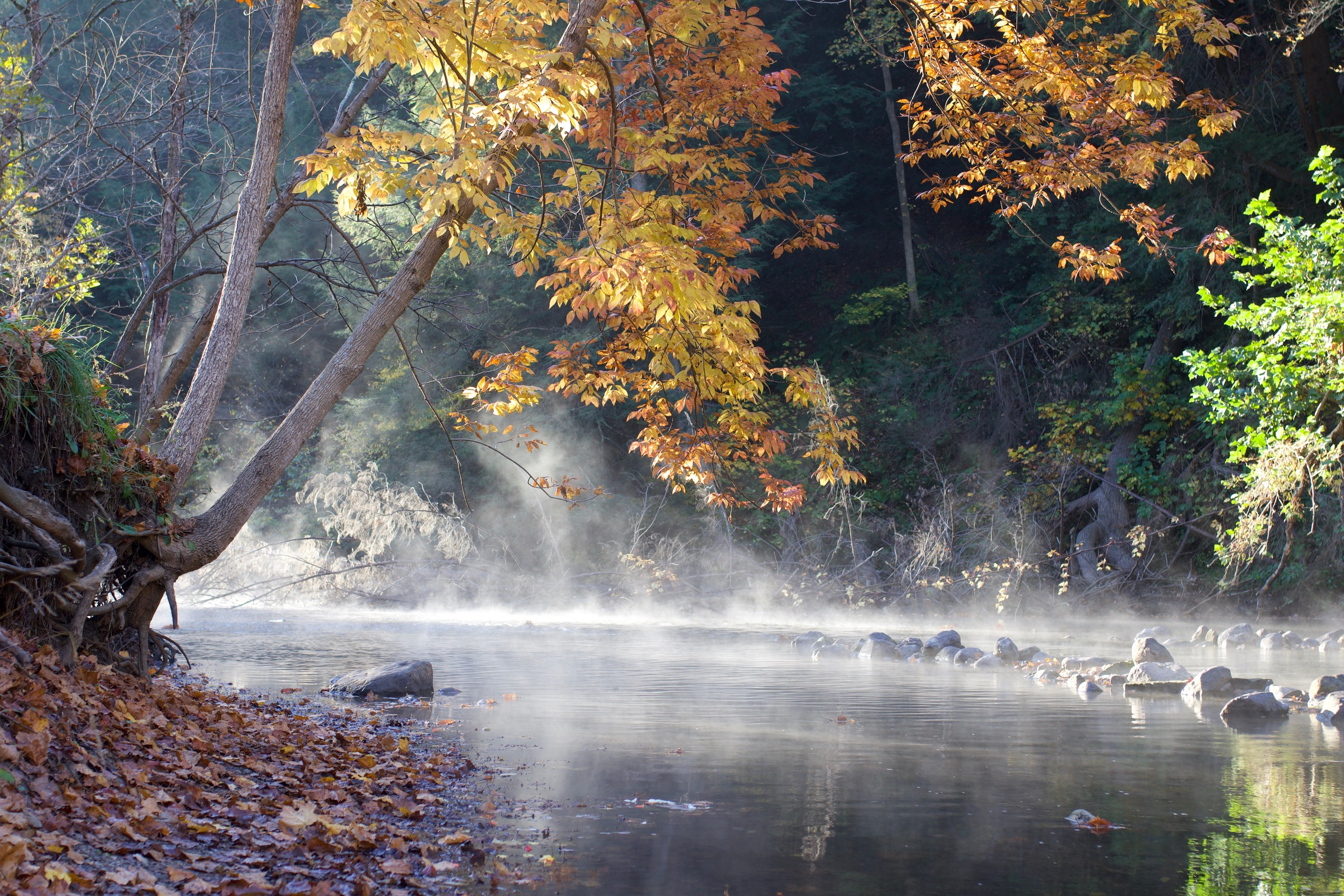 Misty Morning on the Mohican