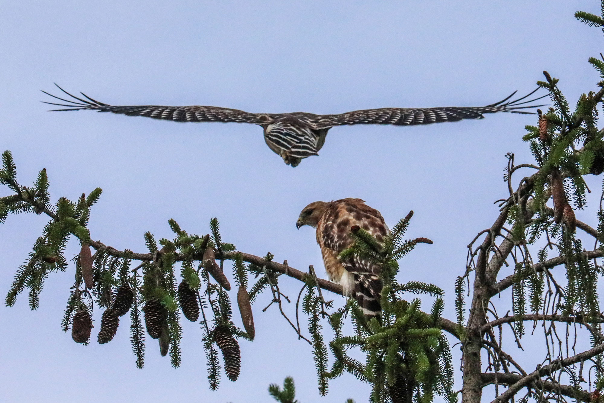 Red-shouldered Hawk Pair at Nest