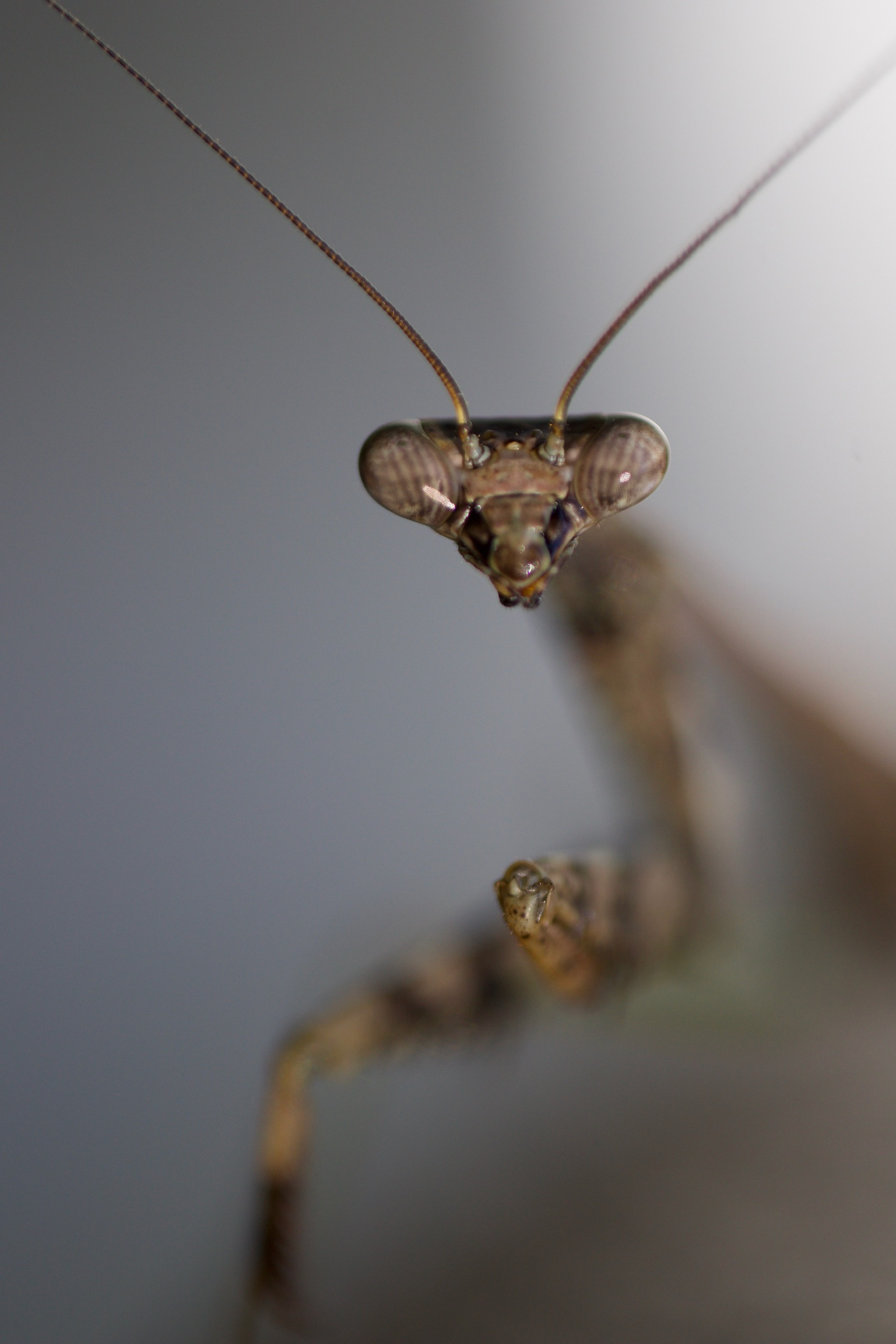Praying Mantis Portrait