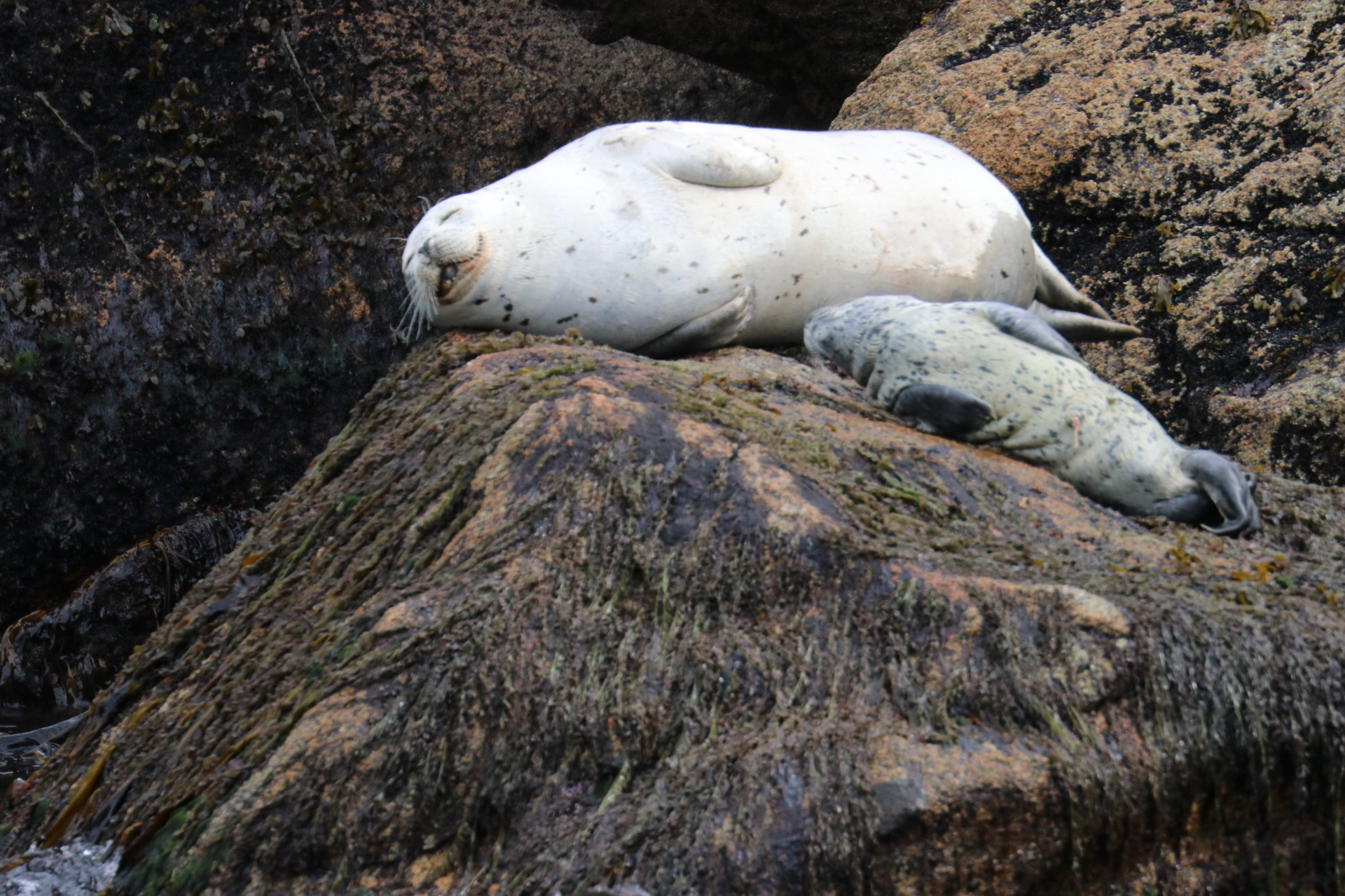 Harbor Seal Mother and Pup