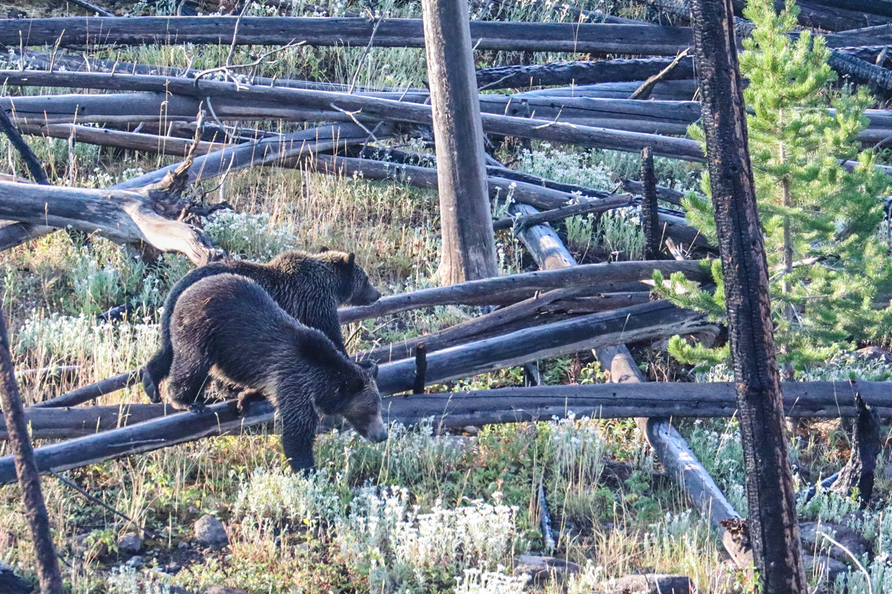 Grizzly Bears on the Move