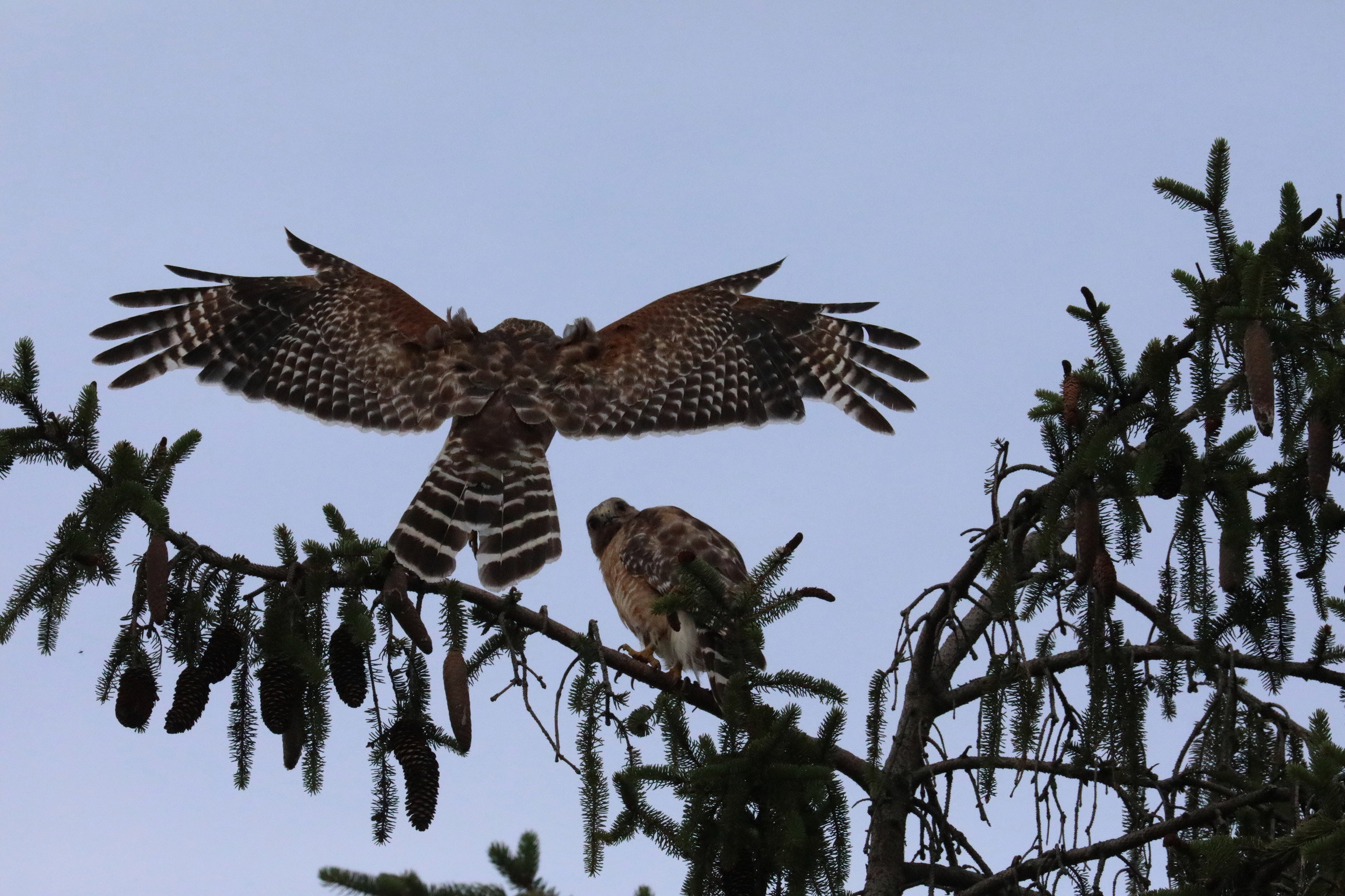 Red-shouldered hawk 2