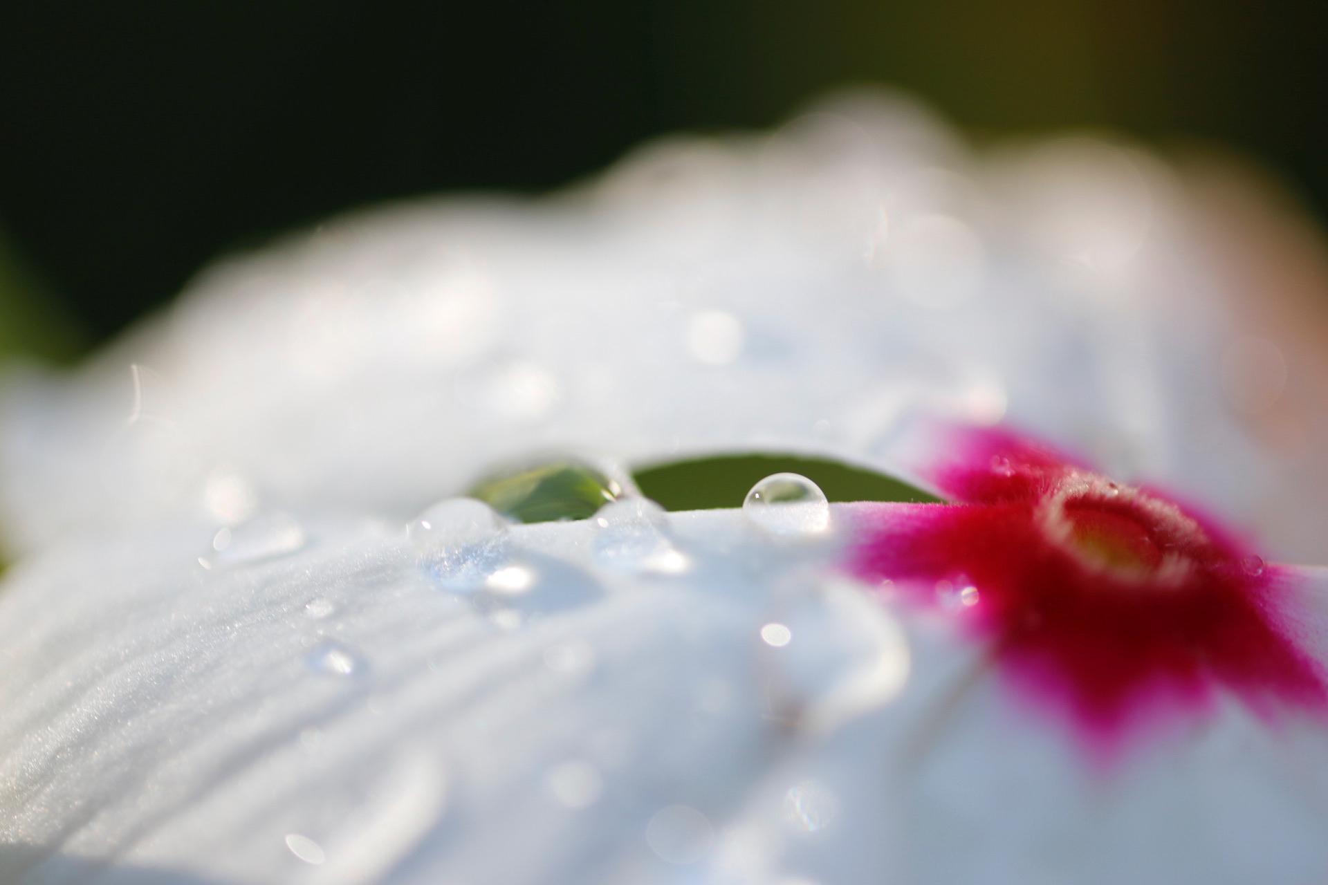 Dew Drops on Flower Petals