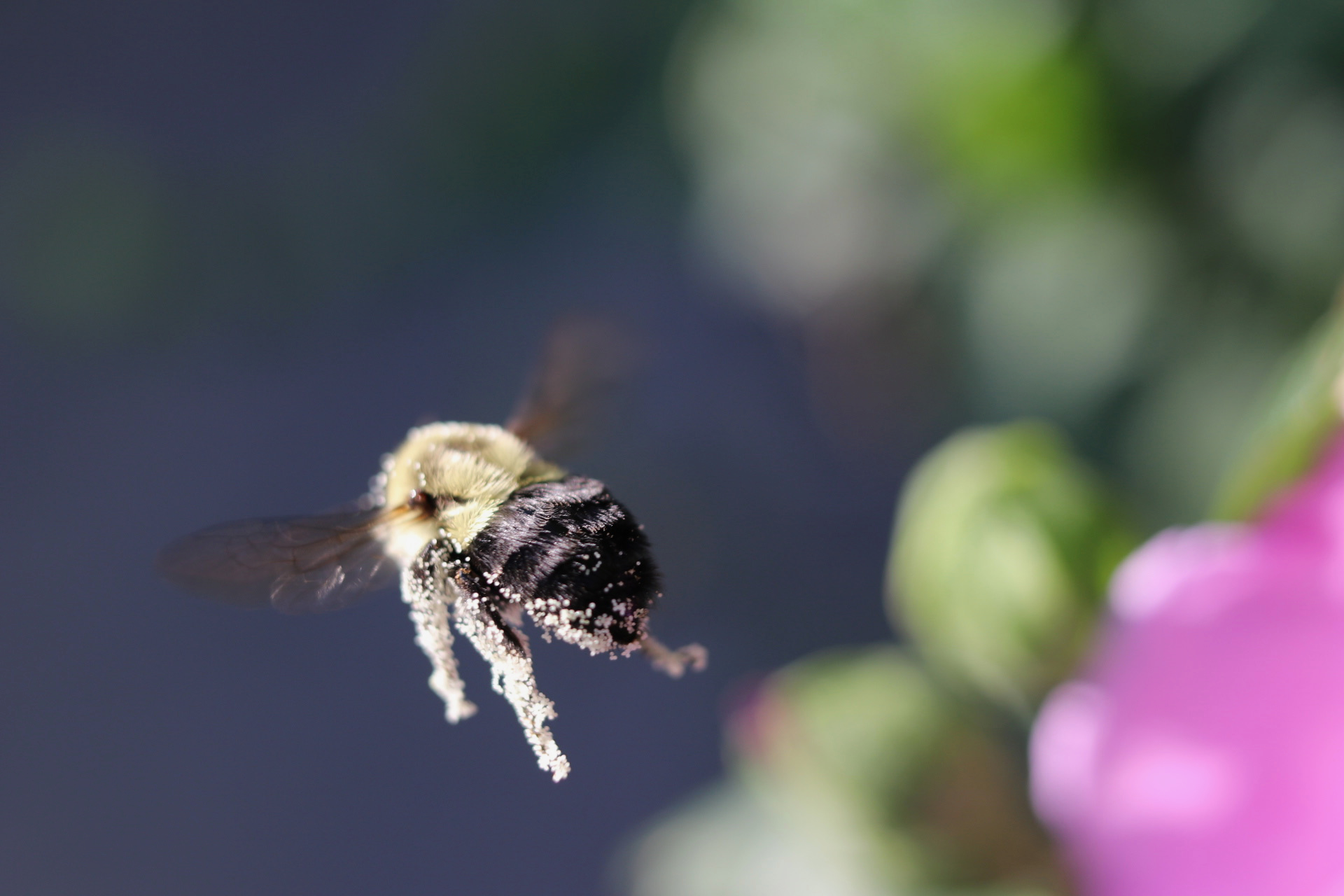 Bumble bee in Flight