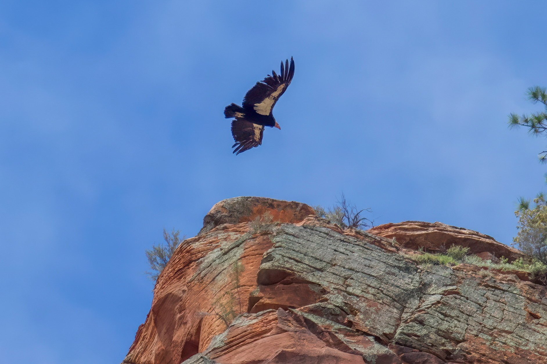 California condor in Flight