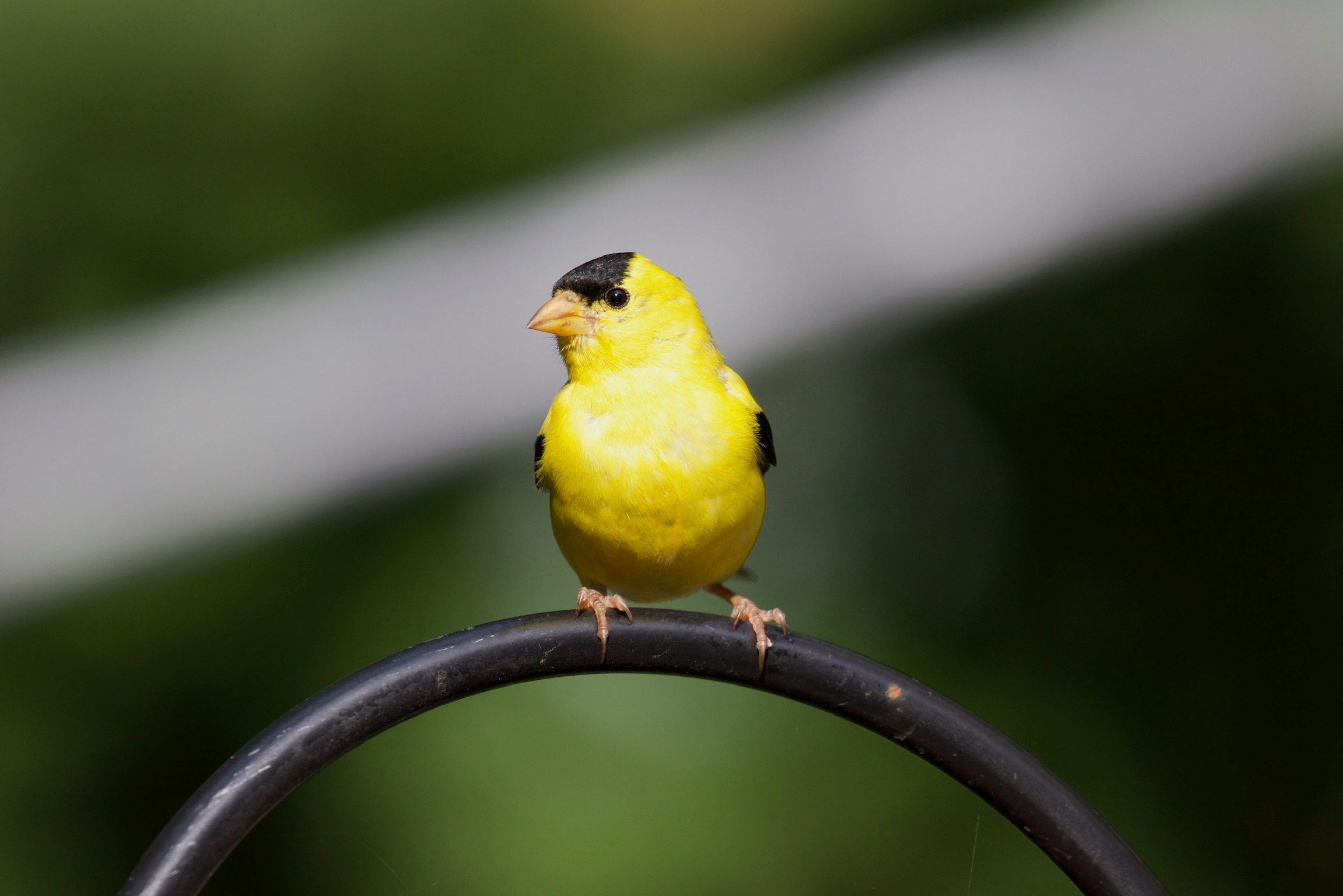American goldfinch