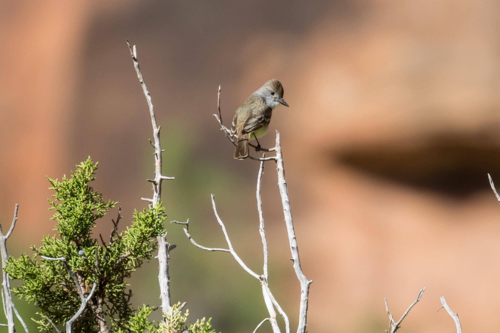Ash-throated Flycatcher