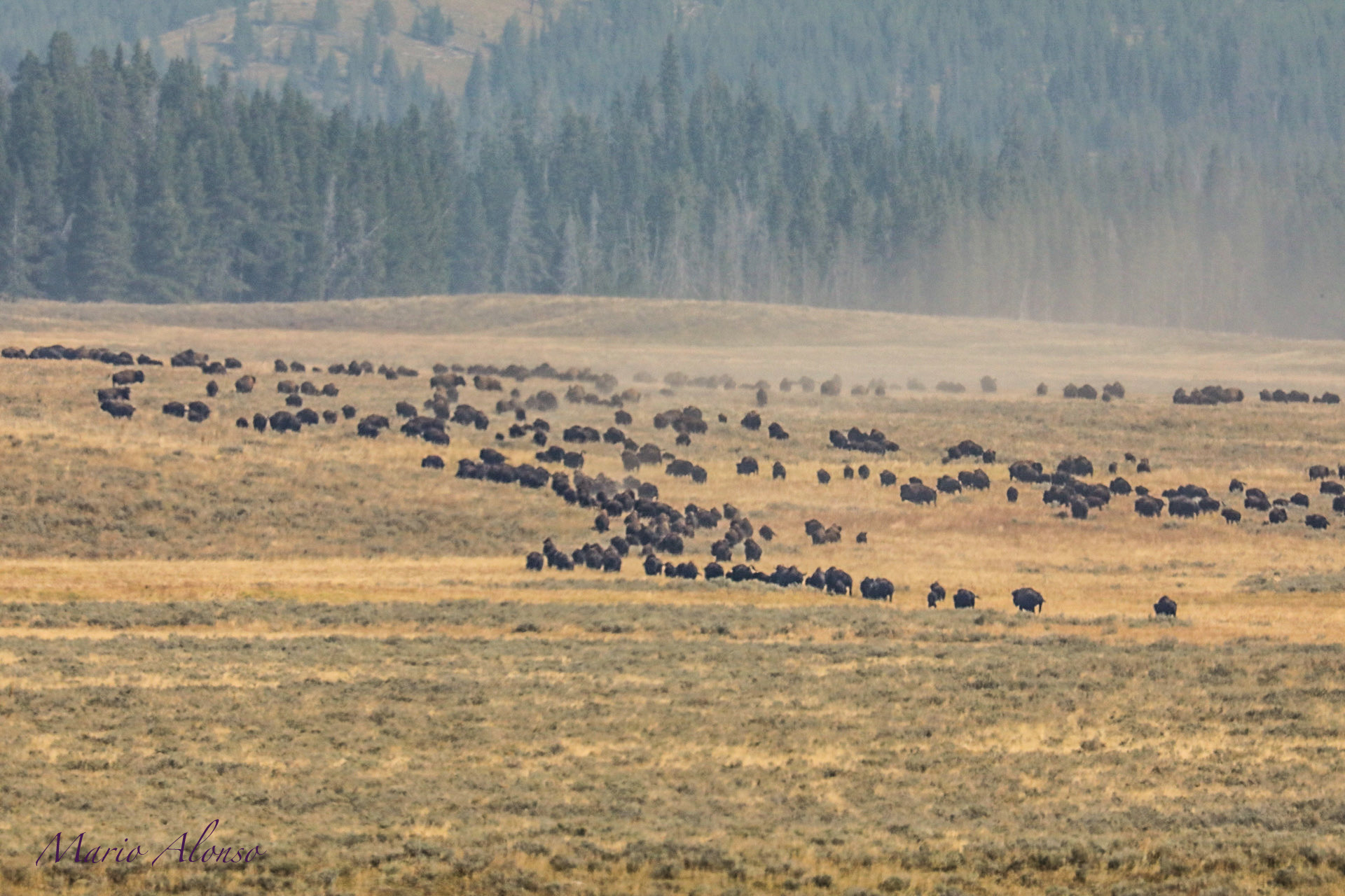 American bison Running 2