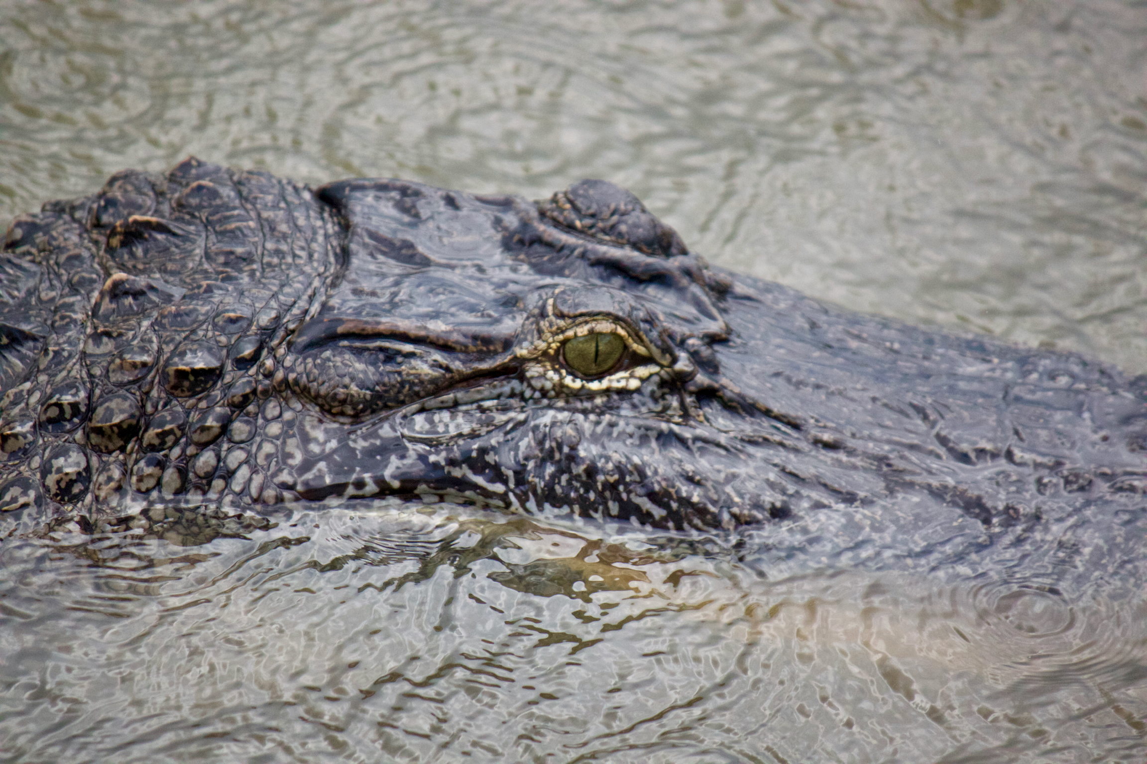 American Alligator Swimming