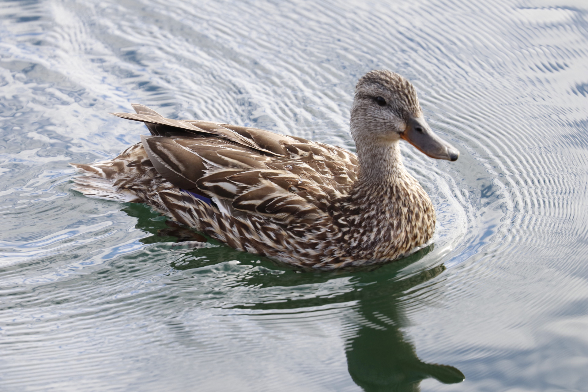 Mallard Swimming