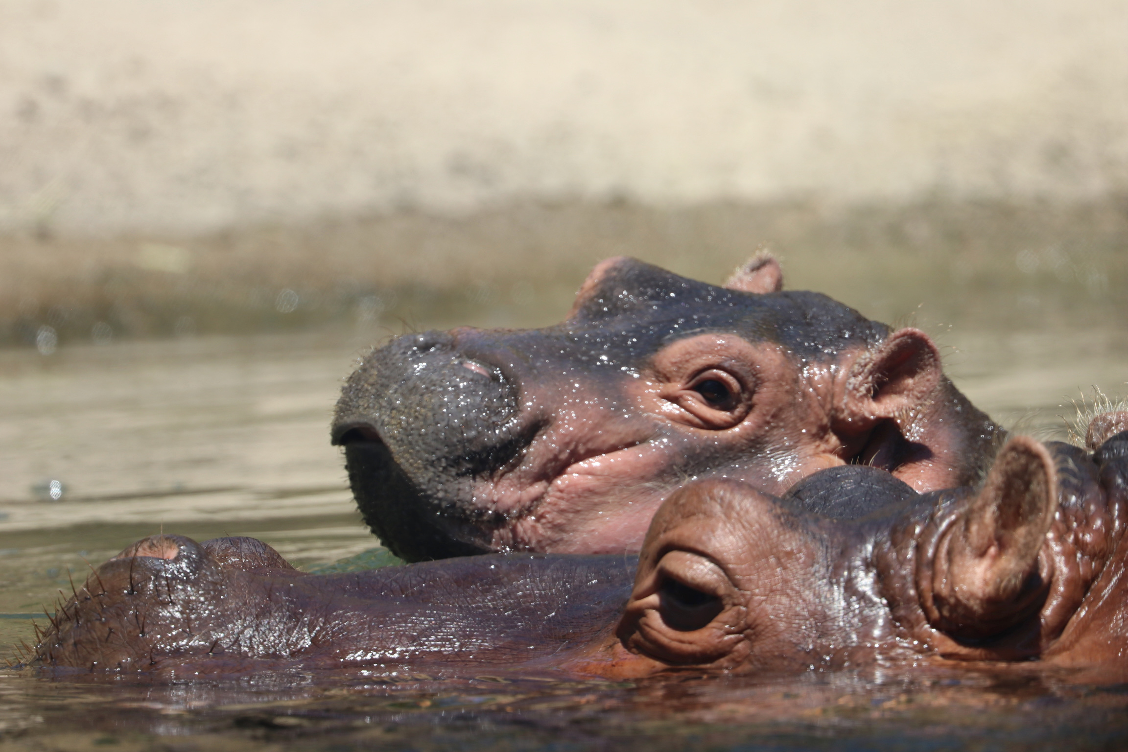 Nile hippopotamus