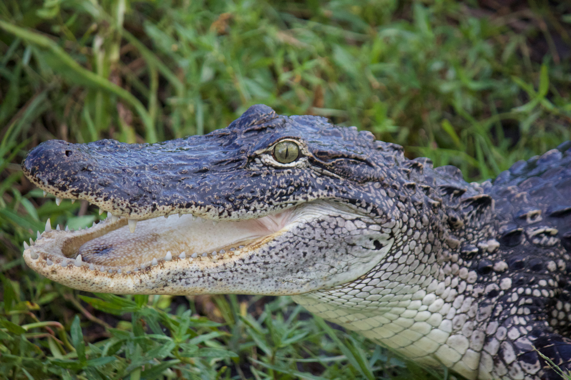 American Alligator 2