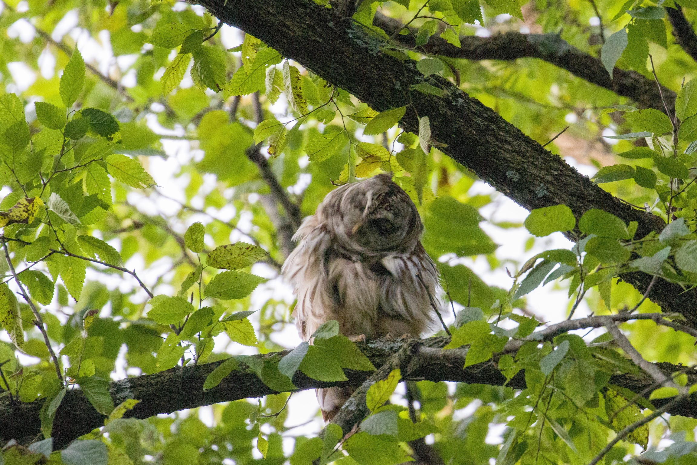 Barred Owl 4