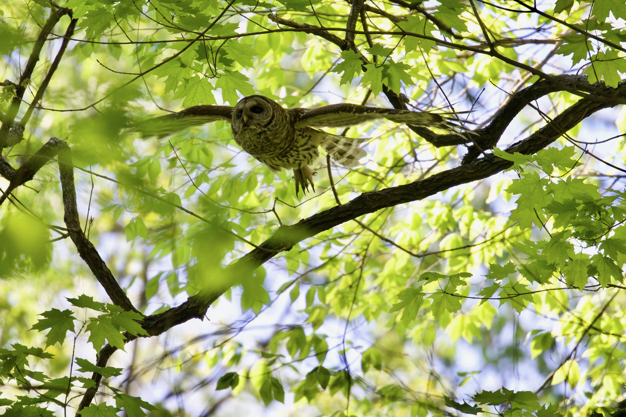 Barred Owl in Flight 2