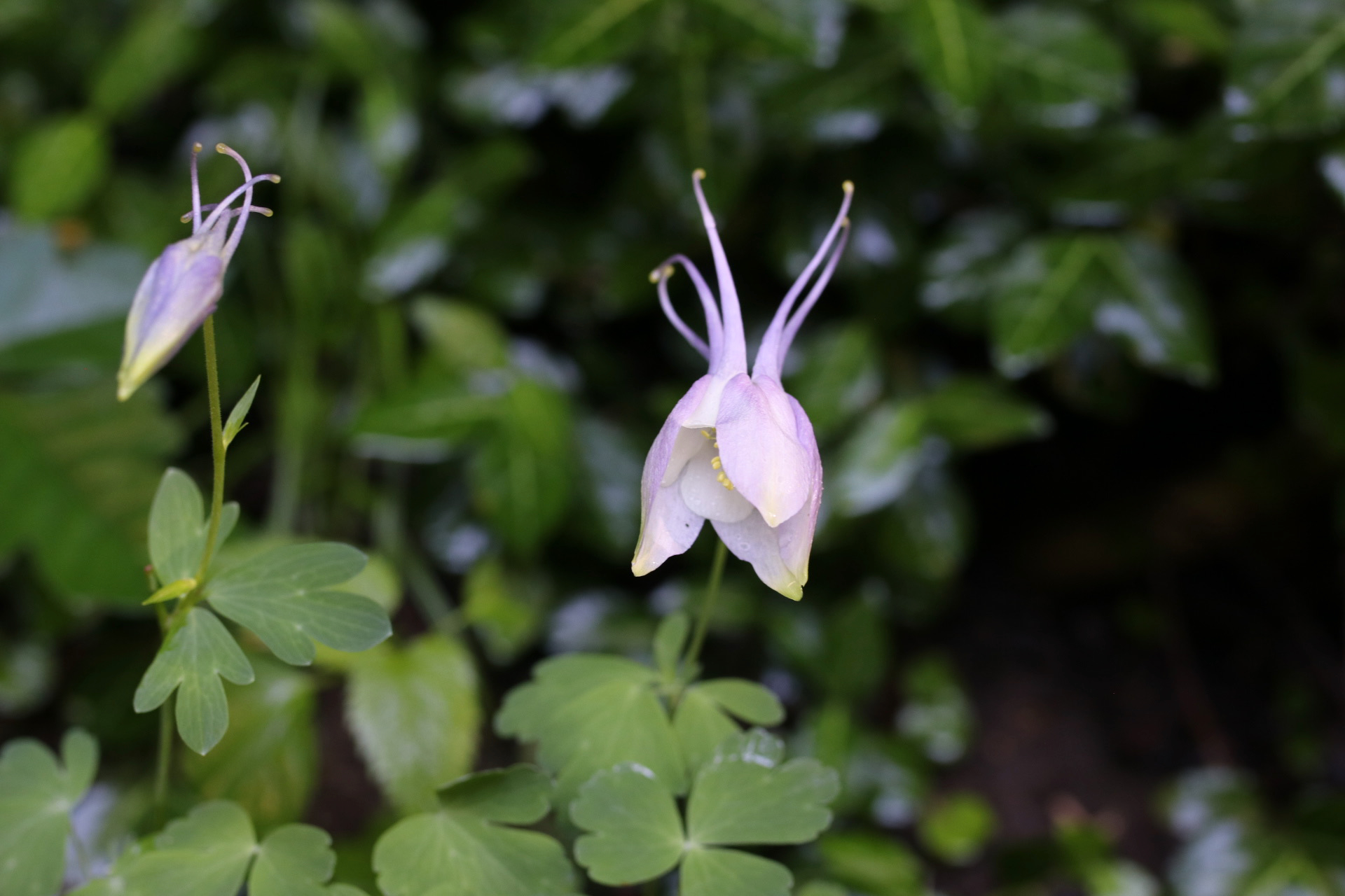 Garden Columbine Bloom