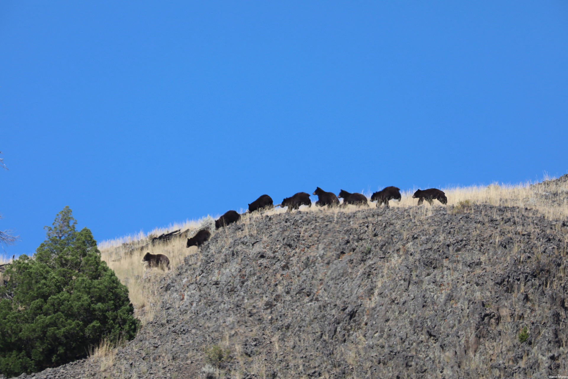 Black Bear on the Run