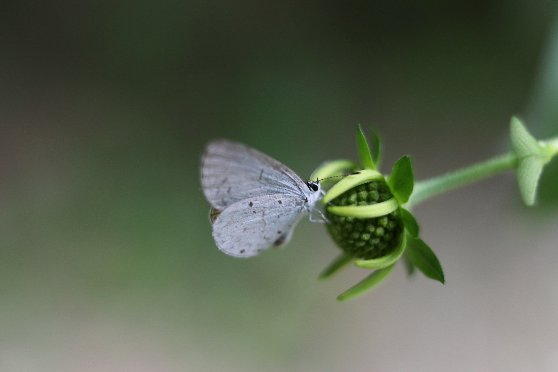 Eastern Tailed-Blue Butterfly
