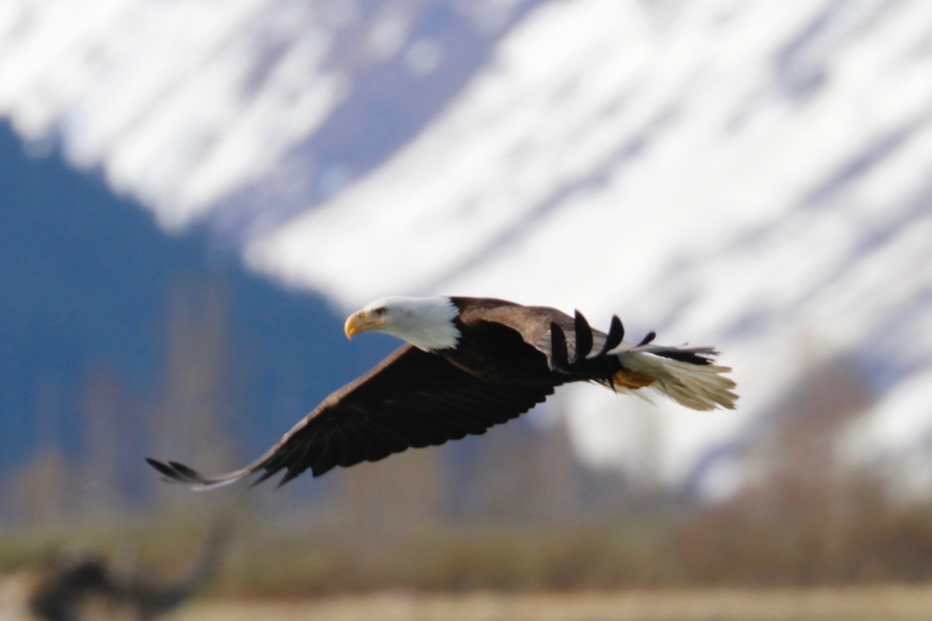 Bald Eagle Over Snowy Peaks
