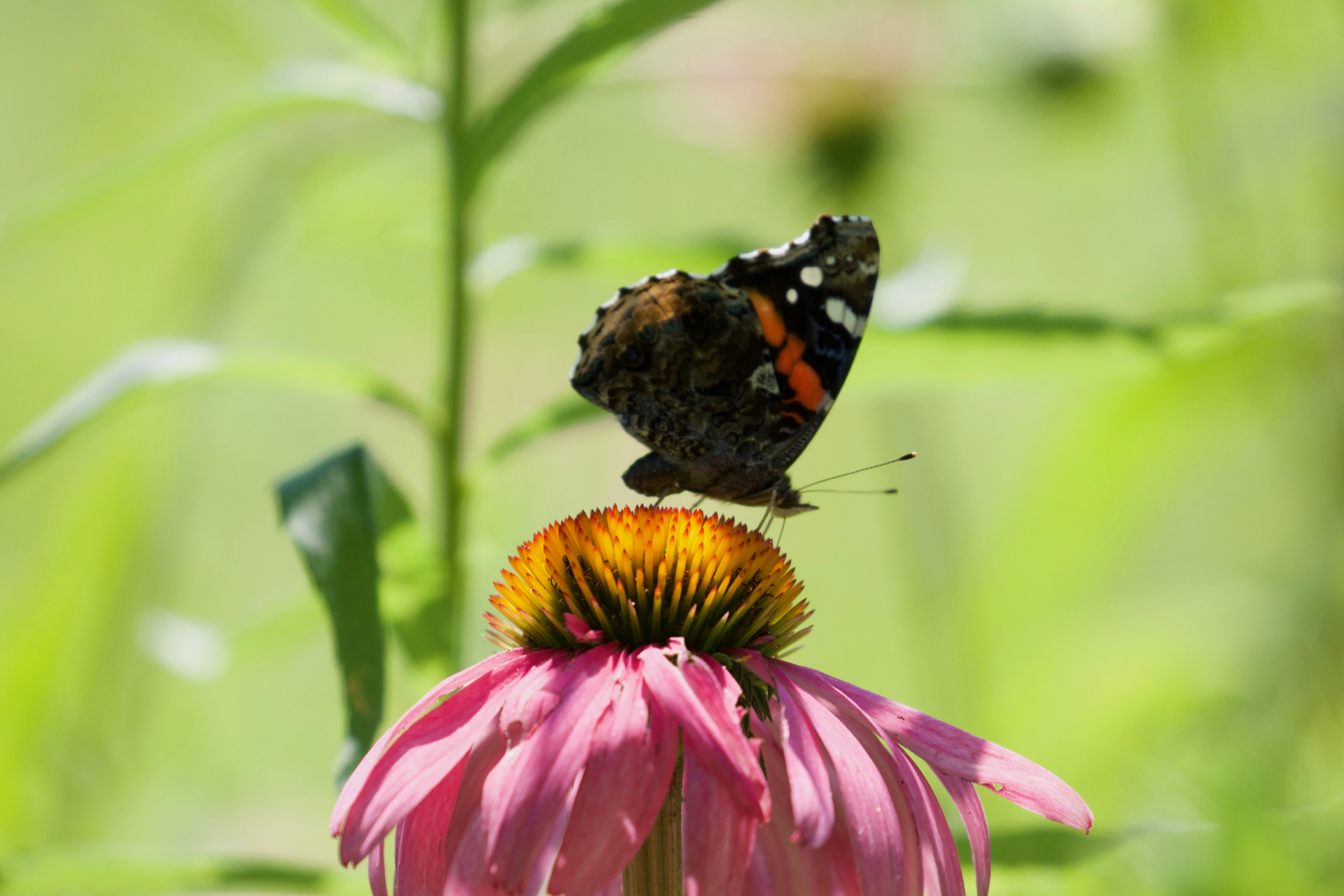 Red Admiral on Coneflower