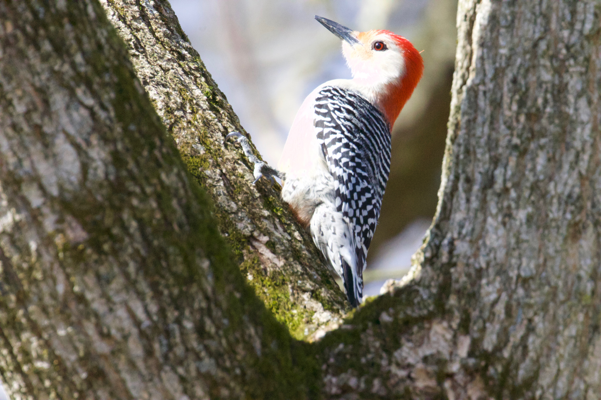 Red-bellied Woodpecker Portrait