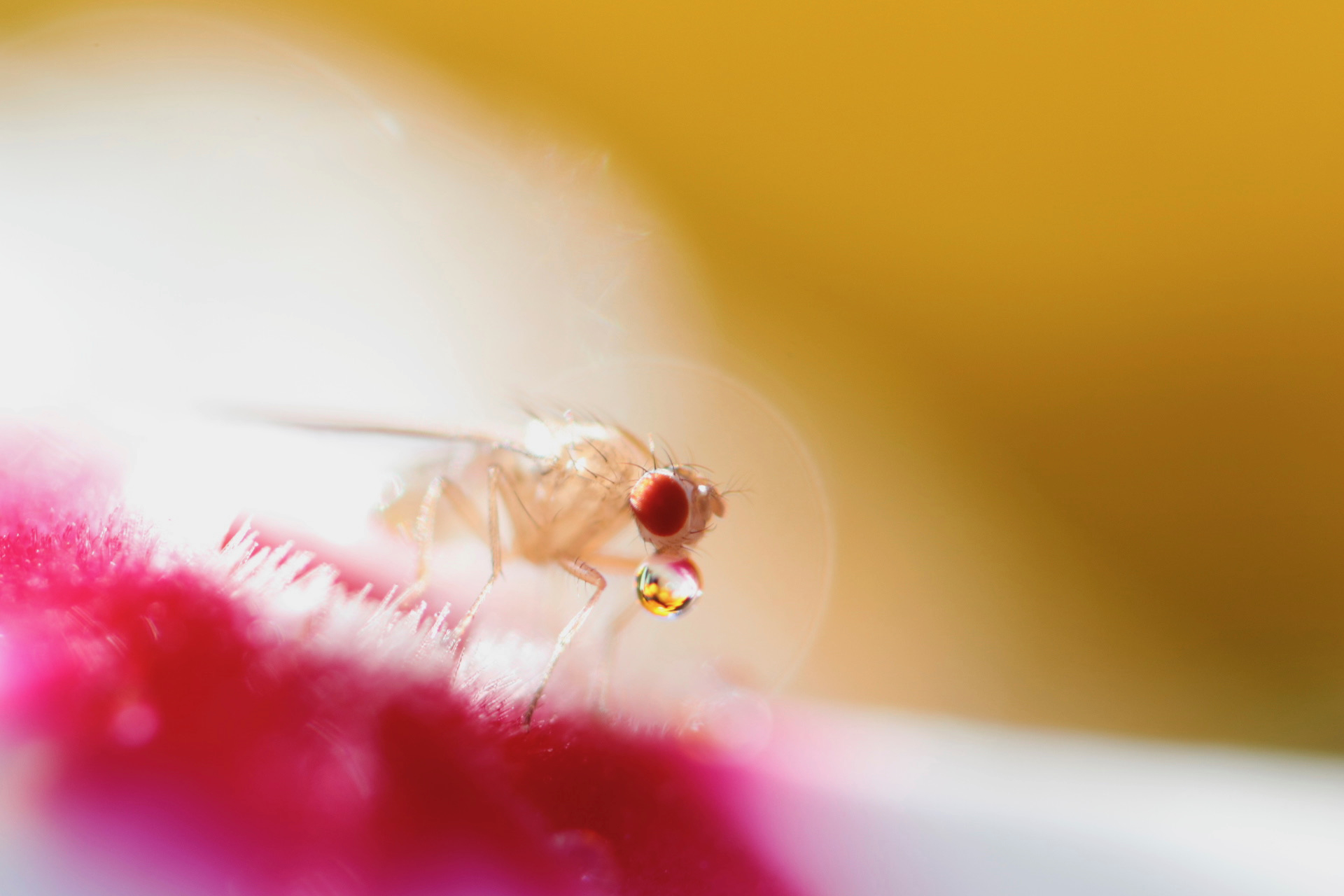 Fruit Fly with Nectar Drop