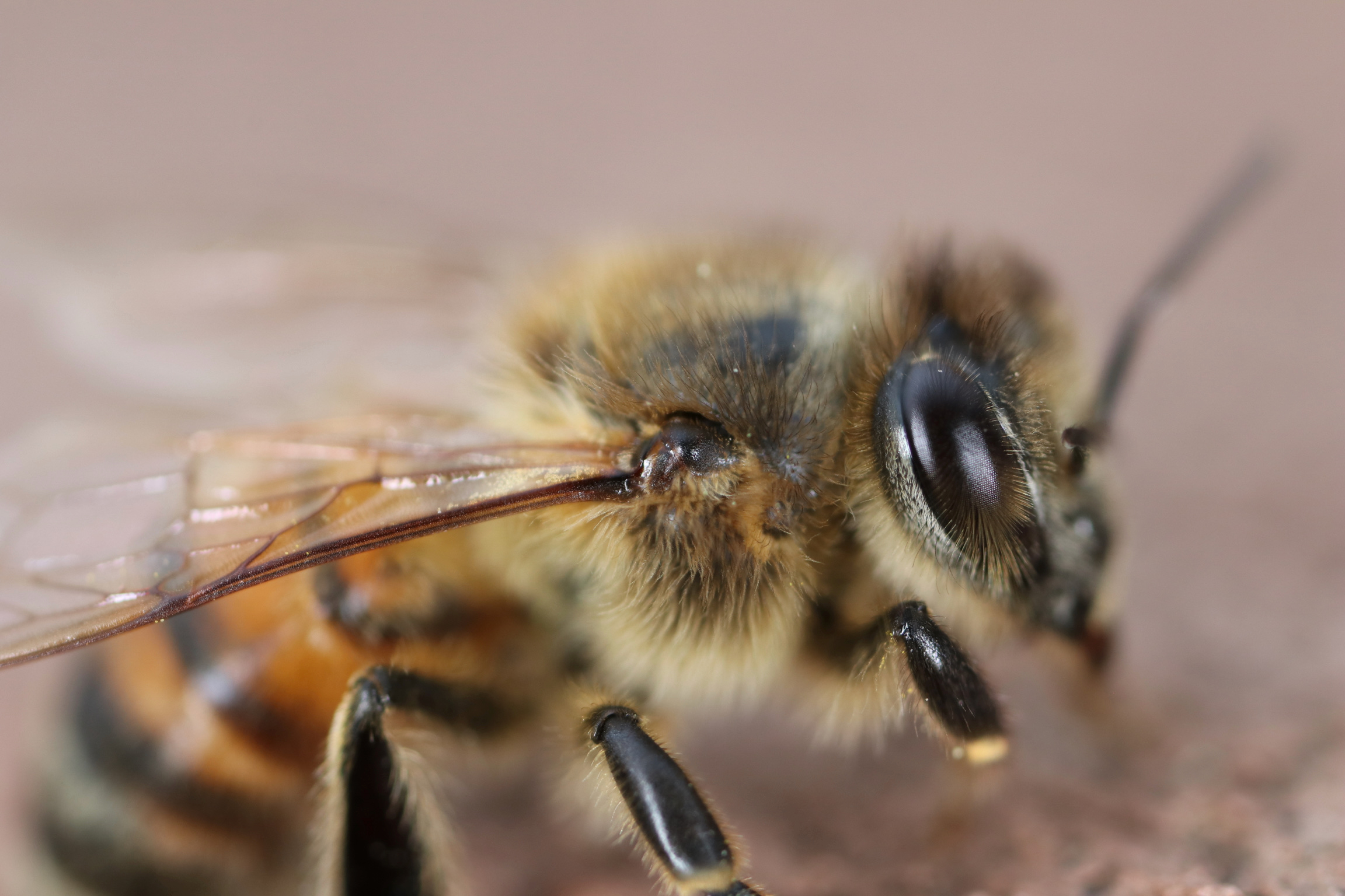 Honey Bee Compound Eye Detail