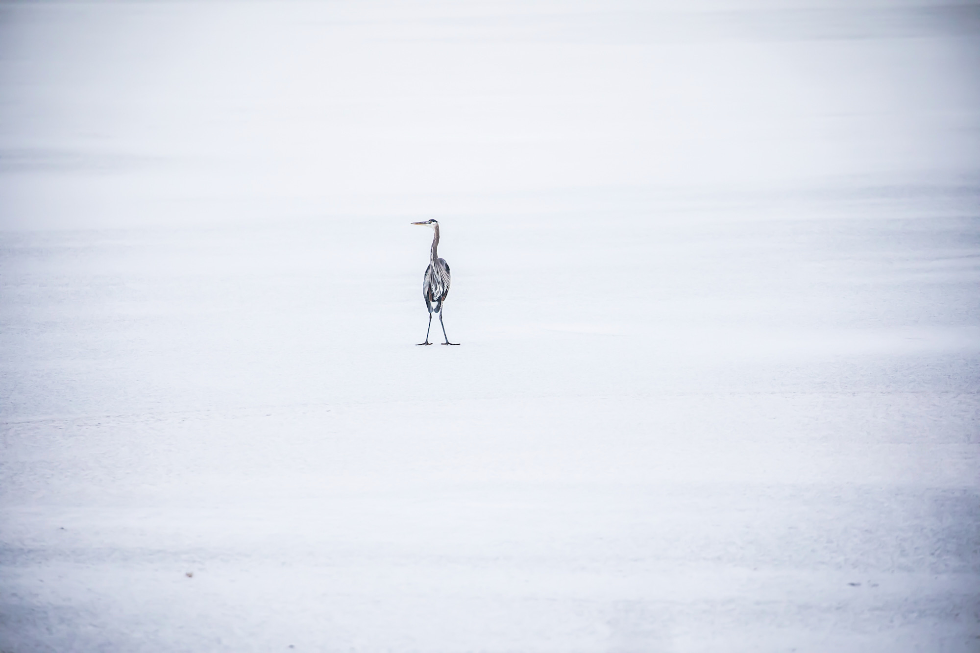 Great Blue Heron on Ice
