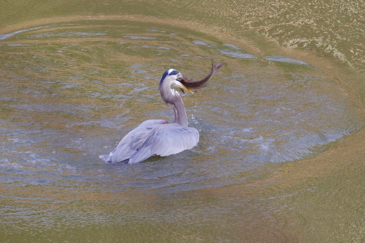 Great Blue Heron's Catch