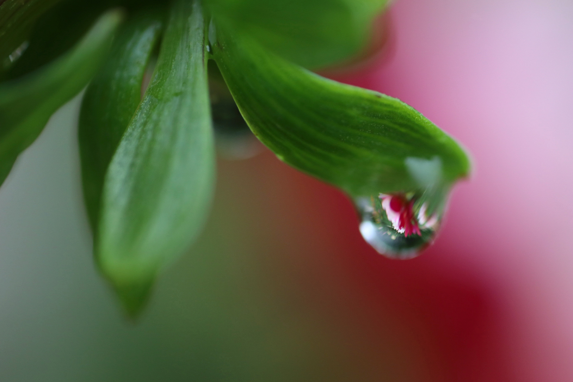 Dewdrop Lens Effect