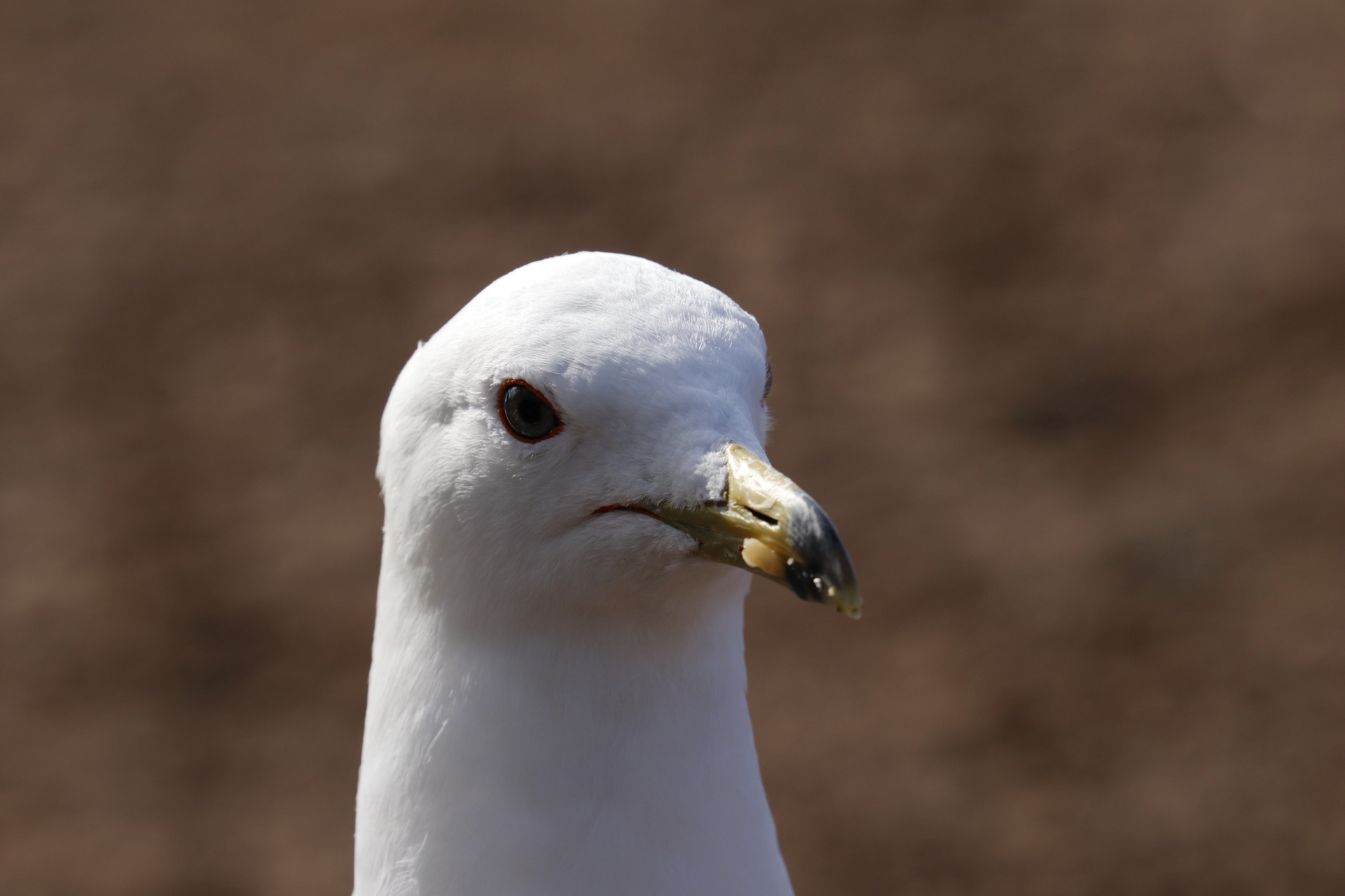 Pensive Ring-billed Gull