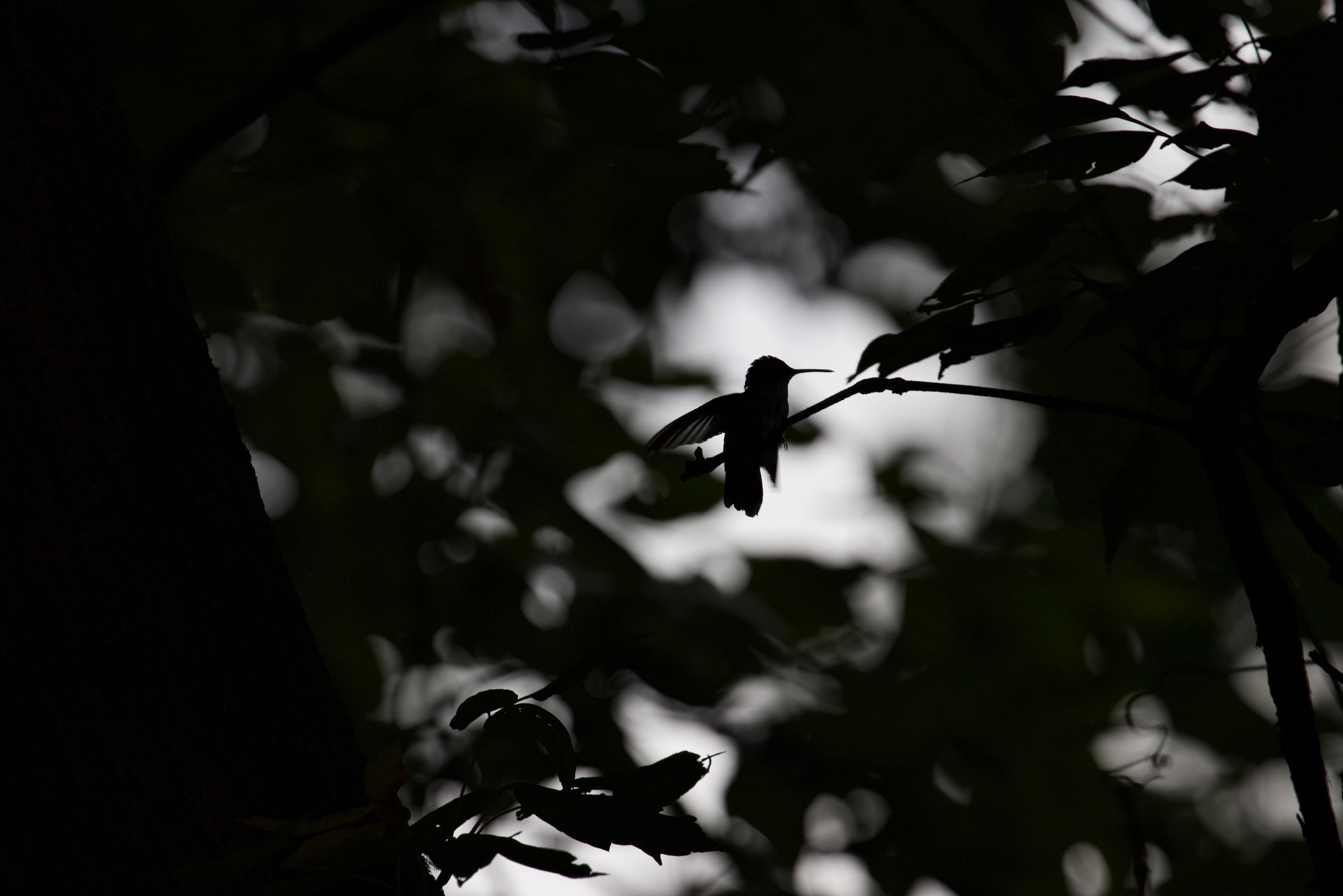 Hummingbird at Dusk